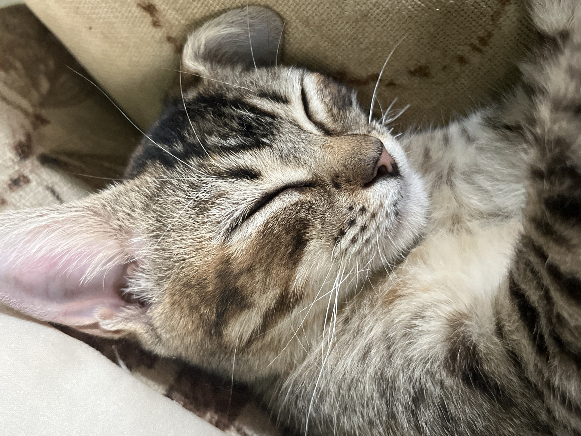 A close-up photograph depicts a sleeping tabby cat. The cat is lying on its side, possibly on a soft surface like a cushion or blanket. The cat's eyes are closed, and its fur displays a mix of brown, black, and gray stripes. The details of the cat's face, including its whiskers and pink nose, are visible. The background appears blurry and undefined, suggesting a shallow depth of field. The photo was taken in Tinaquillo, Venezuela.