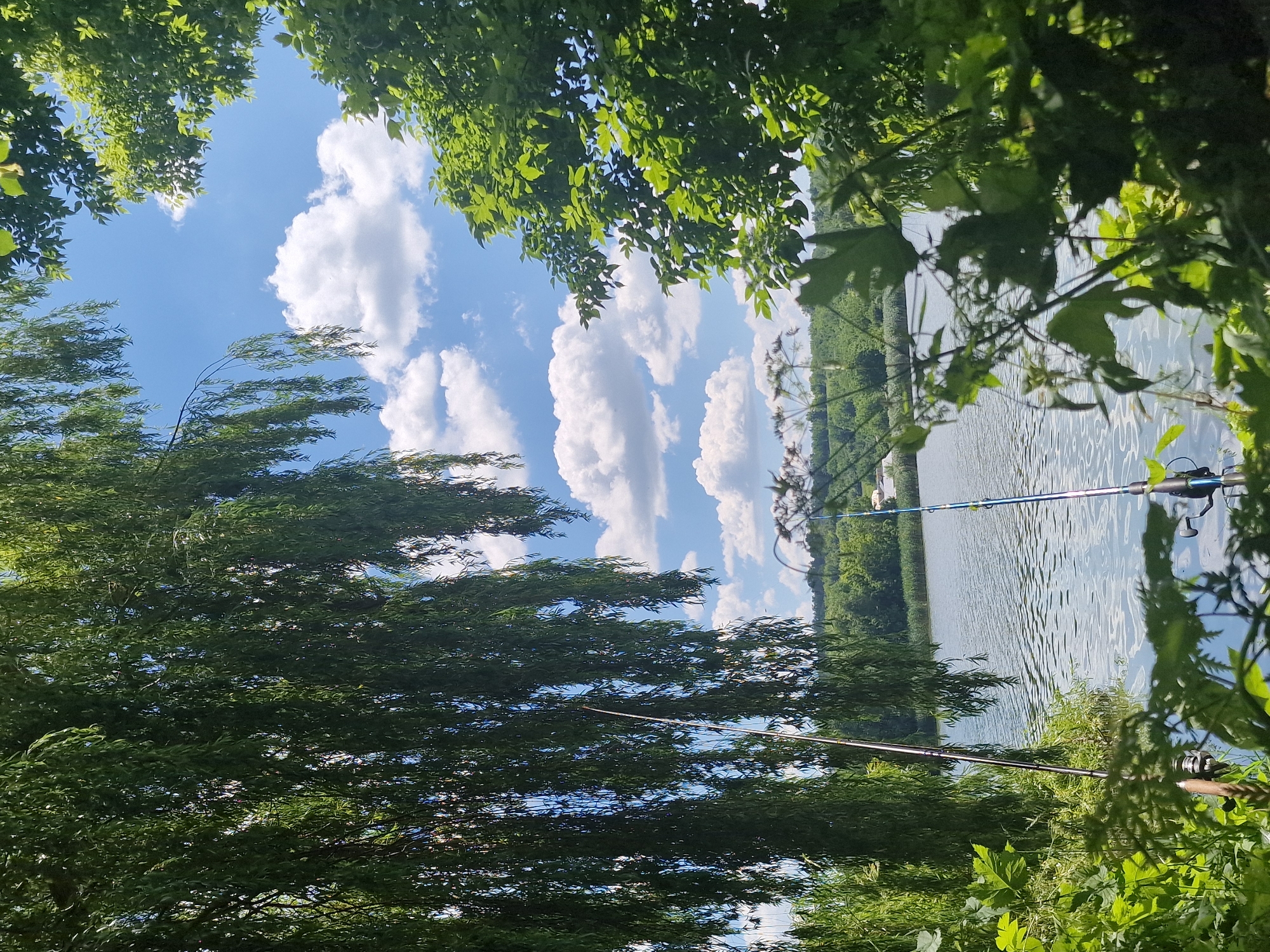 The image depicts a tranquil waterside scene, likely in Piatkivka, Ukraine, on a bright, partly cloudy day. The foreground is dominated by lush green foliage, with the drooping branches of a willow tree on the left and denser green leaves on the right, framing the view. Two fishing rods are prominently positioned: one to the left, partially obscured by the willow branches, and another to the right, standing taller and more visible. The fishing rods are set up near the water's edge. The lake itself is calm, reflecting the sky and surrounding trees. In the background, a treeline of dense green vegetation lines the opposite shore, with hints of buildings and structures visible through the trees. The sky above is a vibrant blue, dotted with fluffy white cumulus clouds. The overall impression is one of a peaceful, natural setting ideal for fishing or relaxation.