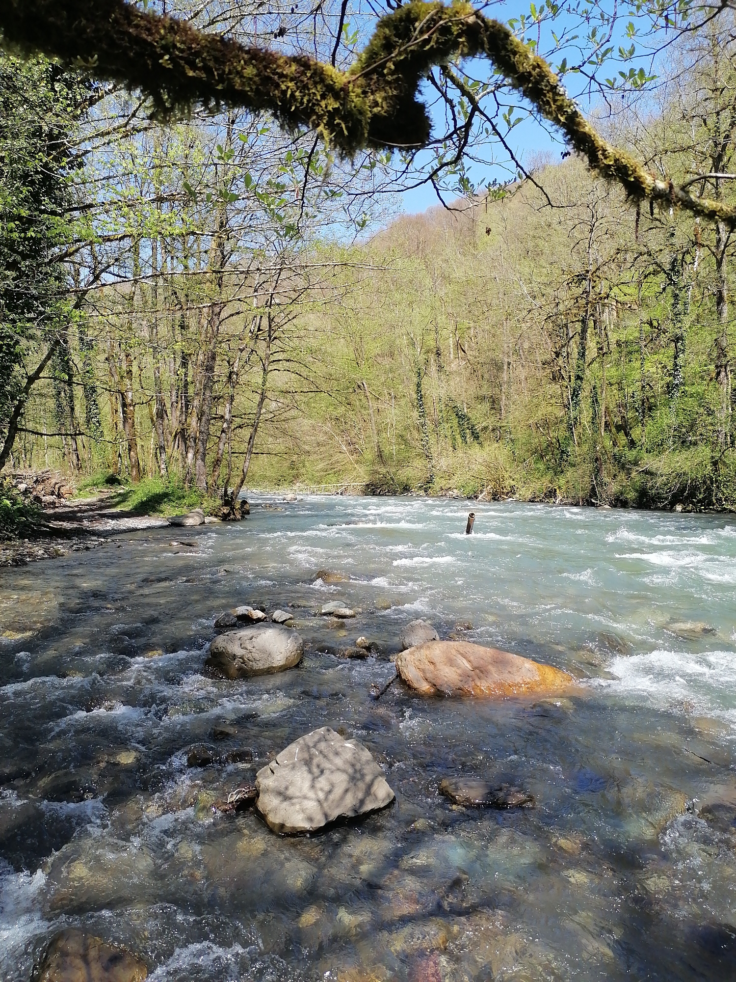 A vibrant natural landscape depicts a clear, swift-flowing river winding through a lush, deciduous forest, likely in early spring. In the immediate foreground, a thick, gnarled branch heavily draped with green moss extends across the top of the frame, partially obscuring the sky.
The river, with its distinctive light blue-green hue, occupies the central and lower portions of the image. Its surface is active, showing ripples, small rapids, and foamy white patches around numerous rocks of varying sizes and colors. Some large, smooth grey and reddish-brown rocks are prominent in the foreground and mid-ground of the riverbed, with the water's clarity allowing visibility of the submerged stones. A dark, vertical stick or small log protrudes from the water on the right side of the river.
On both sides of the river, dense forest lines the banks and extends up gentle slopes into the background. Many trees exhibit fresh, bright green foliage, while others still show more bare branches, indicating the season. Some trees, particularly on the far bank, are covered in dark green ivy. On the left bank, a rocky and earthy area suggests a path or disturbed ground near the water's edge.
The scene is brightly lit by natural sunlight, casting shadows on some foreground rocks and across parts of the bank. The sky, visible through the tree canopy, is a clear, cloudless blue. The overall atmosphere is one of serene natural beauty. No people or artificial structures, other than the implied path, are visible. There is no visible text. The location context provided is Chvizhepse, Russia.