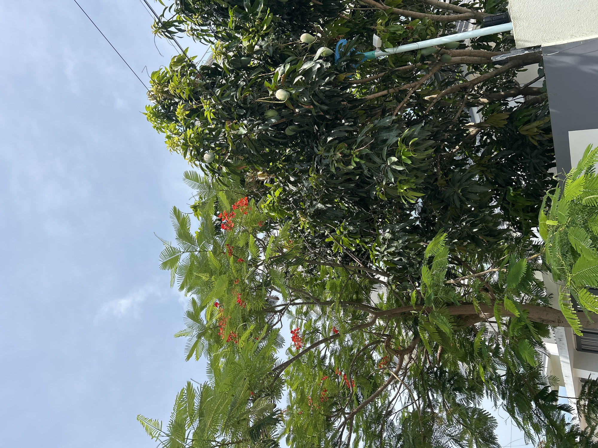 This is a photograph of trees in a residential area, possibly Nam Nha Trang Ward, Vietnam. On the left, a flamboyant tree displays vibrant red flowers and feathery green leaves against a pale blue sky with wispy clouds. To the right, a mango tree bears several green mangoes. The trees are situated in front of a building with white and gray walls. Electrical wires are visible in the upper right corner of the frame, and a light blue pipe runs vertically along the side of the building. The overall scene suggests a bright, sunny day in a tropical or subtropical climate.