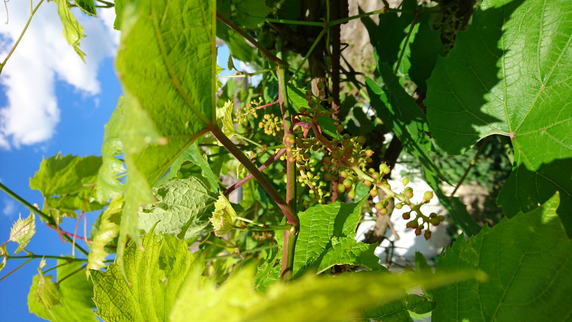 The image shows a close-up view of a grapevine with young clusters of developing grapes, set against a bright blue sky with white clouds. The leaves of the grapevine are large, green, and textured, with some appearing to be in the foreground and others in the background, creating a sense of depth. The vine itself has reddish-brown stems, some of which are visible as they twist and turn through the foliage. The young grape clusters are small and appear to be a mix of green and reddish hues, with individual berries or buds clearly visible. The lighting suggests it is a sunny day, with shadows cast by the leaves onto other parts of the plant. The scene is likely outdoors, given the natural vegetation and the sky. While the location is stated to be Dvirets, Ukraine, there are no specific landmarks or elements in the image that would allow for precise geographical identification within the city. There are no people or animals visible in the image. The overall impression is one of a healthy, growing grapevine in a natural outdoor setting.