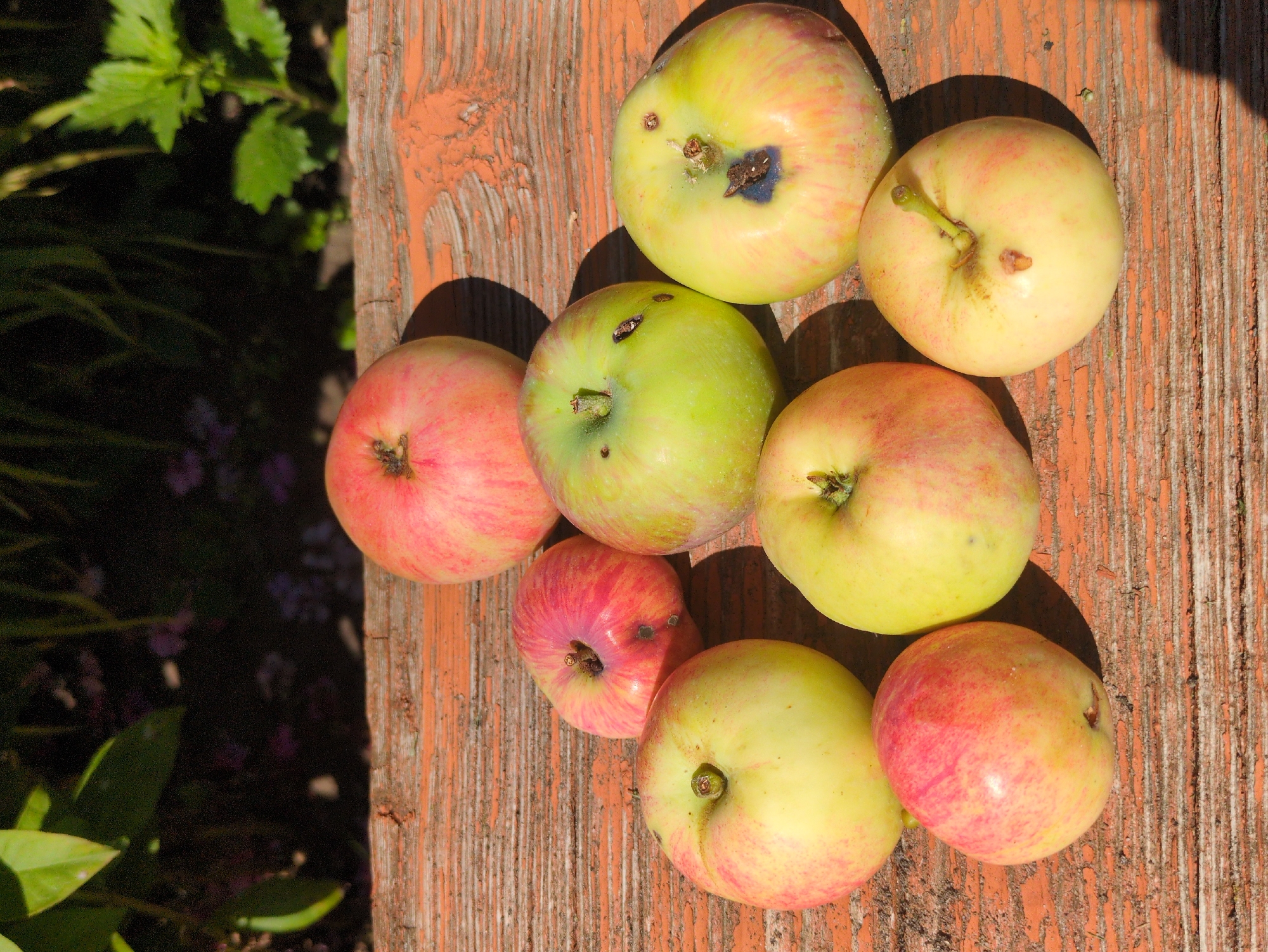 Eight apples are arranged on a weathered, orange-stained wooden surface. The apples are varied in color, with some predominantly green and others with a blush of pink or red. Some apples exhibit minor blemishes or dark spots. In the background, out of focus, is foliage with green leaves and hints of purple flowers, suggesting an outdoor setting. The scene appears to be a close-up, top-down view of the apples. There is no visible indication of the city of Kulebaki, Russia, or any people.