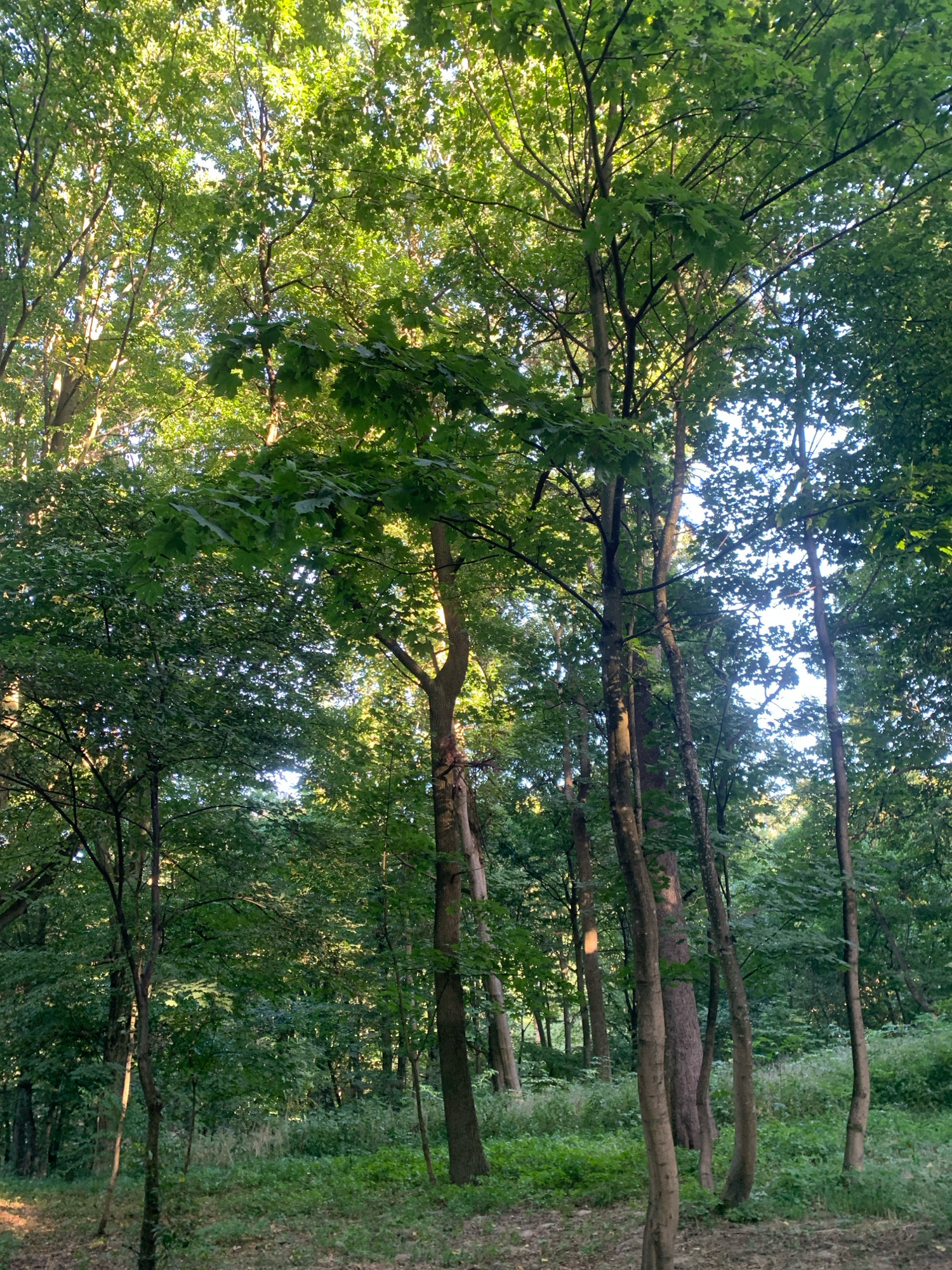 The image depicts a sun-dappled forest interior with numerous deciduous trees, primarily with green foliage. The ground is covered in a layer of dry leaves and sparse green undergrowth. Sunlight filters through the canopy, creating streaks of light and shadow. The scene appears to be a natural woodland area, possibly a park or a forest on the outskirts of a city. No people or man-made structures are visible. The visual characteristics are consistent with a temperate climate during a period of active plant growth. The image does not contain any specific landmarks or features that would definitively place it within Lviv, Ukraine, but it is a plausible representation of a forested environment that could be found in or around the city.