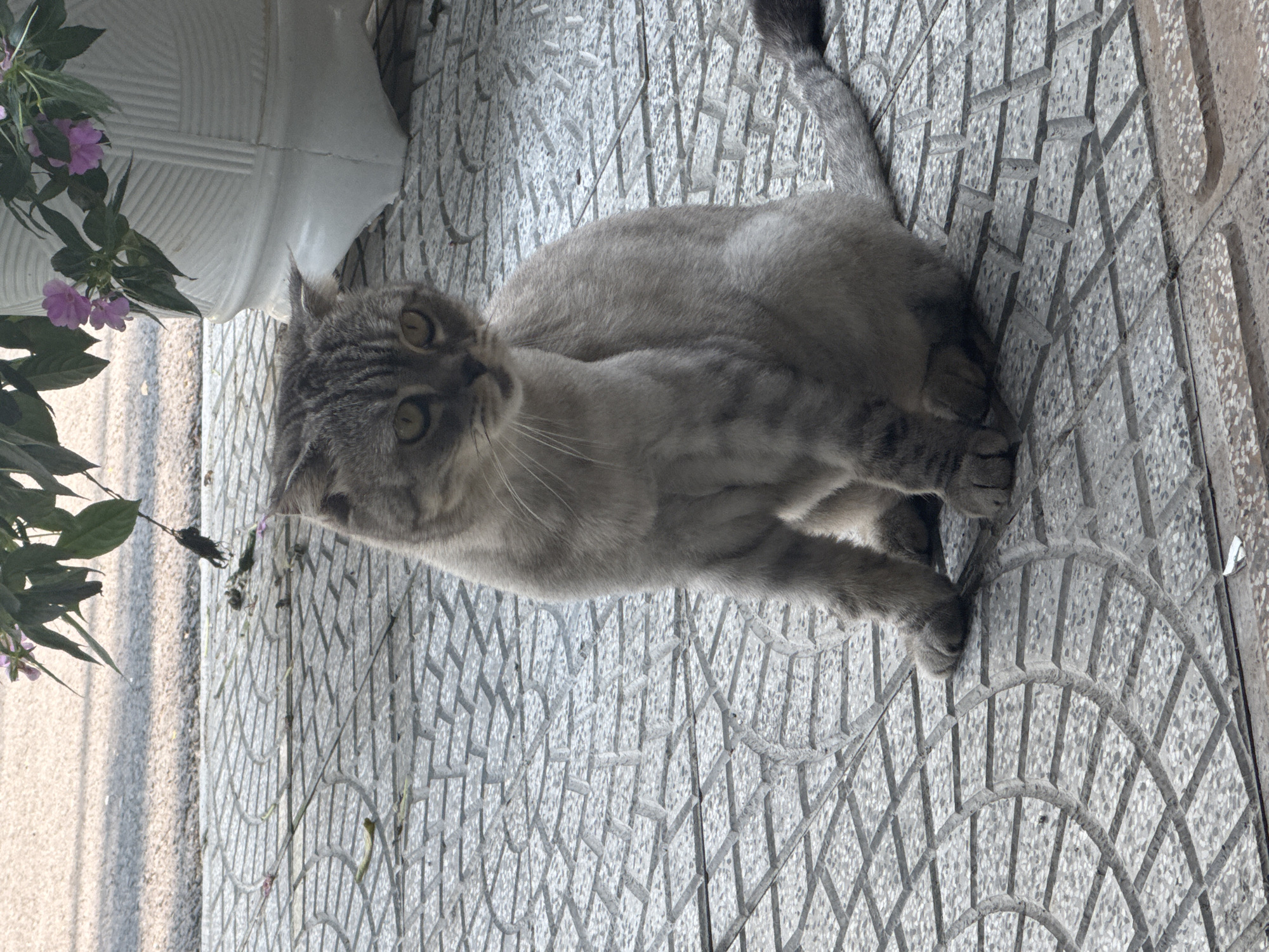 A grey tabby cat sits on a tile surface, next to a potted plant with purple flowers. The tile surface has a patterned design. The cat is looking upwards and towards the left of the image. The location is likely in Đà Nẵng, Vietnam.