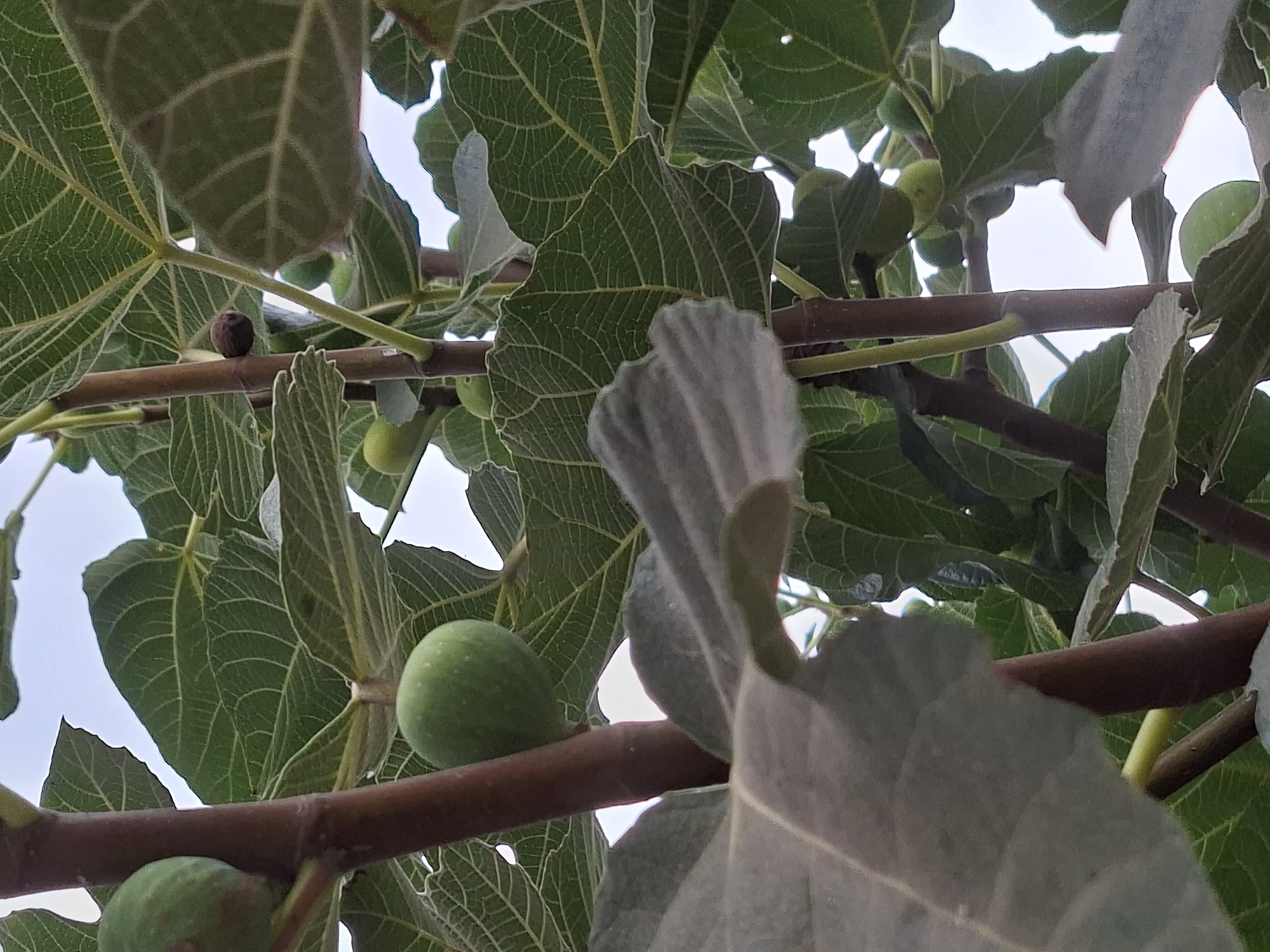This image is a close-up, ground-level shot of a fig tree with several unripe green figs and large, lobed leaves. The tree branches are brown and sturdy. The background is a bright, overcast sky. The image was taken in Torrevieja, Spain, a coastal city known for its salt lakes and mild climate, which is conducive to growing fruit trees like figs. There are no people or animals visible in the image. The scene is a natural outdoor environment.