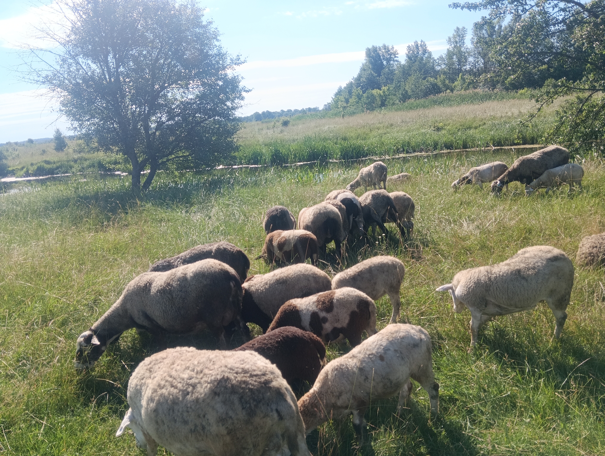 A flock of sheep grazes in a grassy field under a bright sky with some clouds. A large tree with lush green leaves stands on the left side of the image, casting a shadow over part of the field. In the background, a line of trees marks the horizon, with a body of water visible between the foreground and the trees. The sheep are of various colors, including white, brown, and dark gray, and they are spread out across the field, some with their heads down grazing. The sun is high in the sky, suggesting it is daytime. The overall scene is peaceful and pastoral.