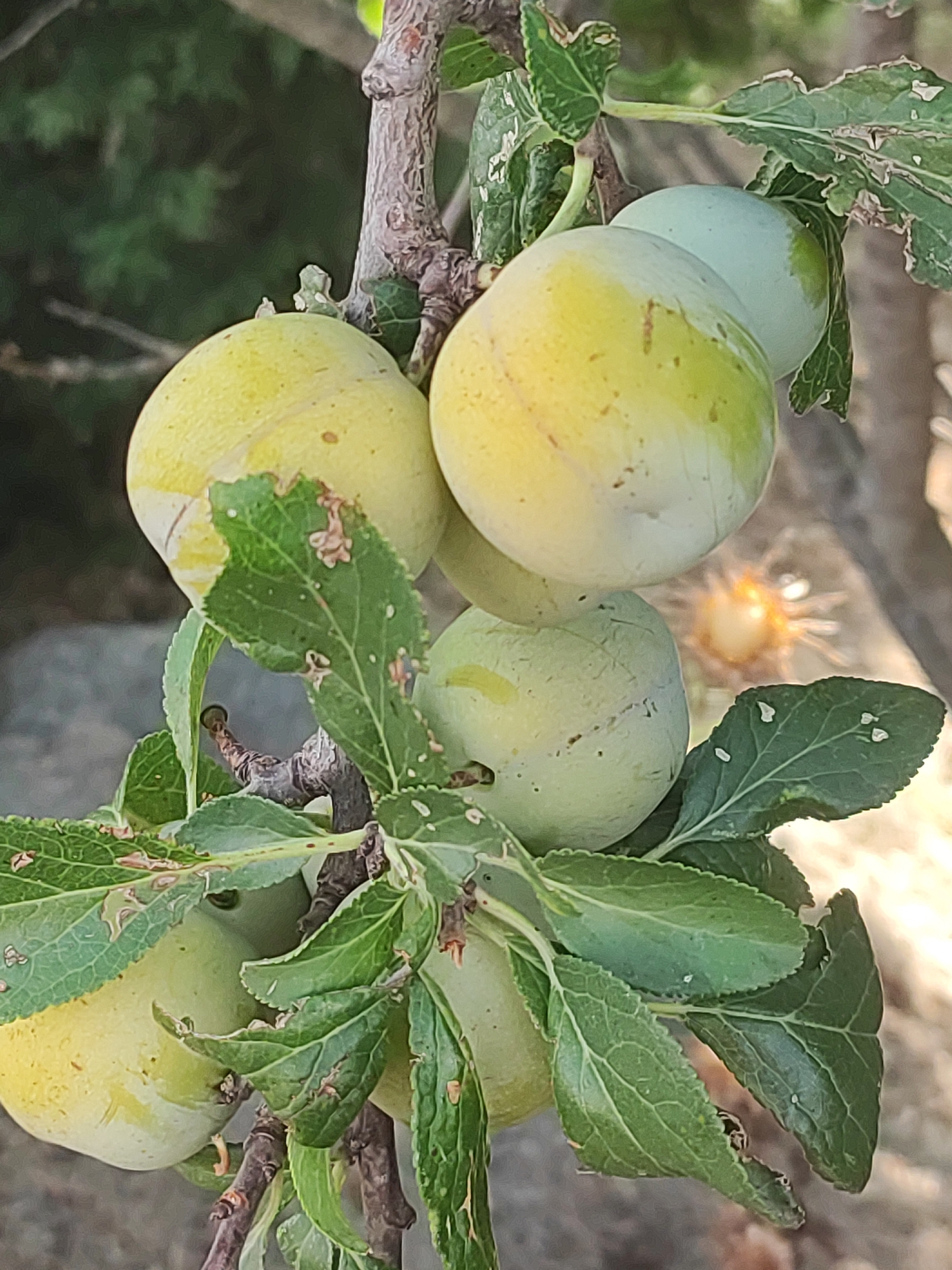 A cluster of young, unripe plums hangs from a branch. The plums are a pale green to yellowish-green color, with some appearing round and others slightly oval. Several green leaves, some showing signs of insect damage with small holes and torn edges, surround the fruit. The branch is gnarled and brown. In the background, blurred green foliage and a suggestion of a stone or rocky surface are visible. The overall impression is of a close-up view of a fruit-bearing branch in an outdoor setting. The image does not provide any information about the specific location in Autillo de Campos, Spain.
