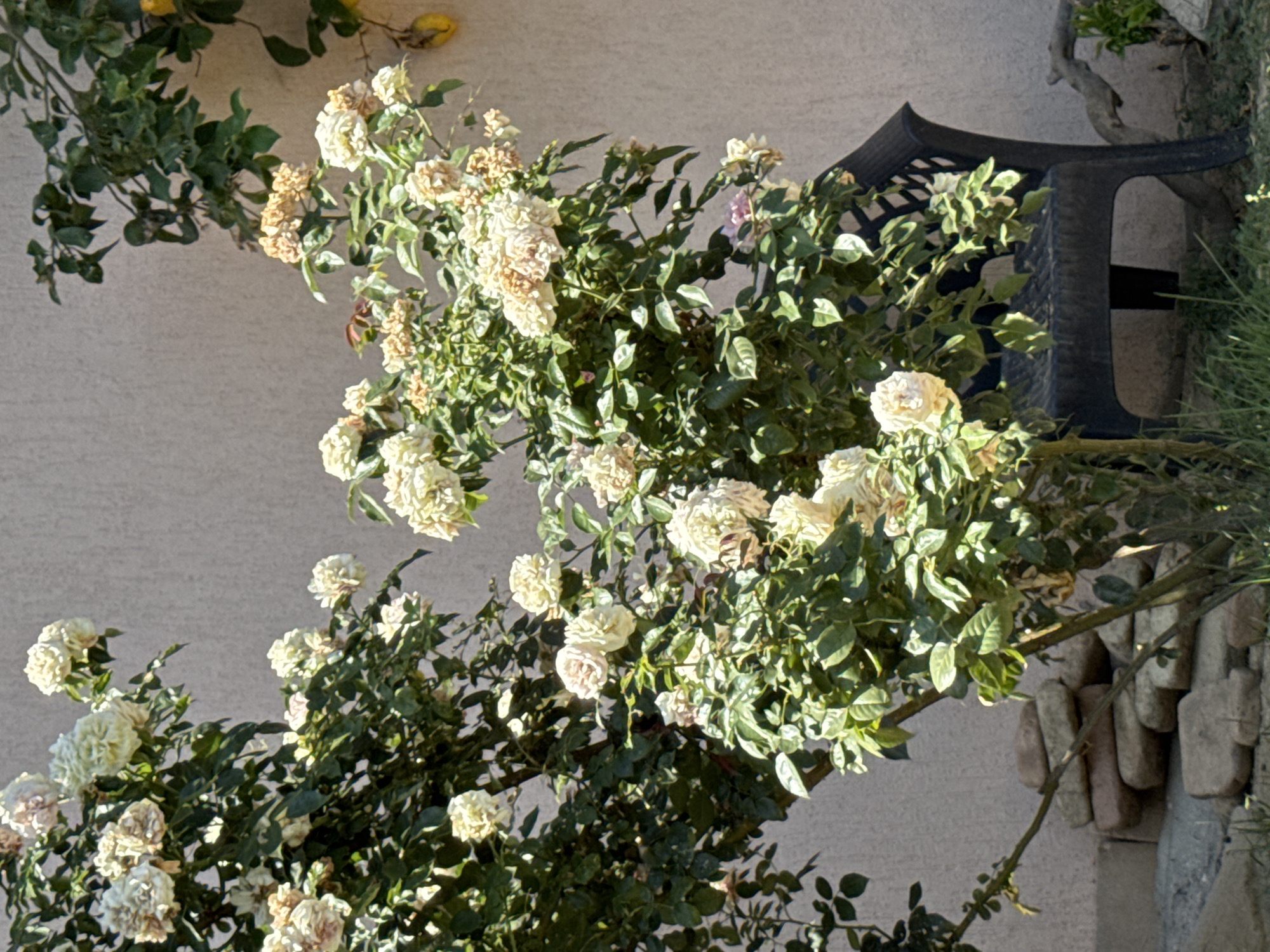 In the city of San Benedetto del Tronto, Italy, a scene unfolds featuring a cluster of white and pale pink rose bushes in full bloom, some with browning petals, set against a textured beige wall. Sunlight casts distinct shadows across the wall and illuminates the foliage. To the right of the rose bushes, a dark, modern plastic chair with a latticed backrest is partially visible. In the lower left of the frame, a small pile of rough, earth-toned stones forms a decorative border or support structure. Green grass is visible in the foreground and between the stones. The upper right portion of the image shows a leafy branch, possibly from a different plant, with a few yellow, elongated fruits. The overall impression is that of a garden or courtyard setting on a bright, sunny day.