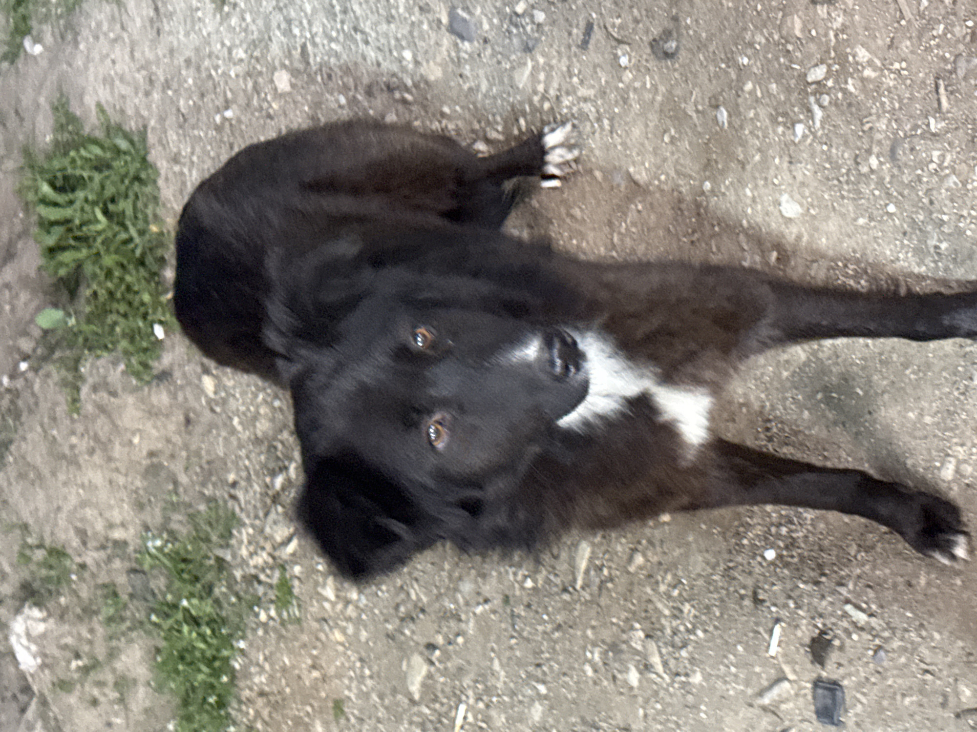 A black dog with a white patch on its chest lies on a concrete surface, interspersed with small stones and patches of green vegetation. The location is Sliven, Bulgaria. The dog is looking upward toward the camera.