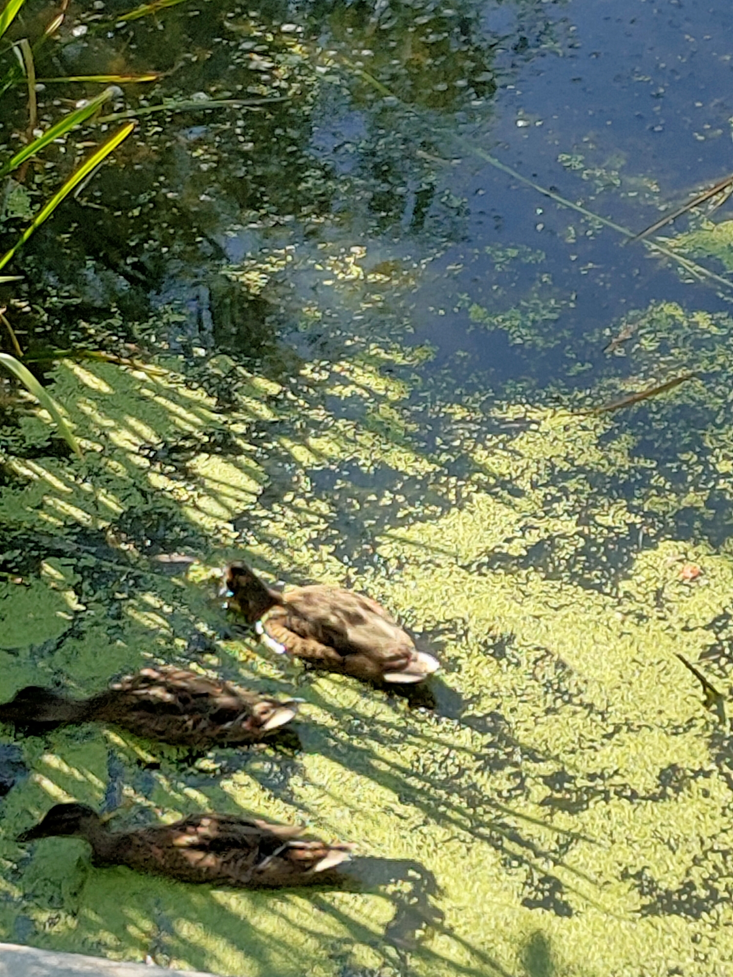 In a sunlit body of water in Nosivka, Ukraine, three ducks are swimming. The water is covered with a thick layer of bright green algae. Tall, green reeds grow along the left edge of the water. The ducks are dark brown and mottled, with white patches on their undersides. One duck is swimming slightly ahead of the other two, which are close together. Shadows of reeds and possibly trees are cast across the water, dappling the surface with light and dark patches. The scene suggests a peaceful, natural environment within the city.