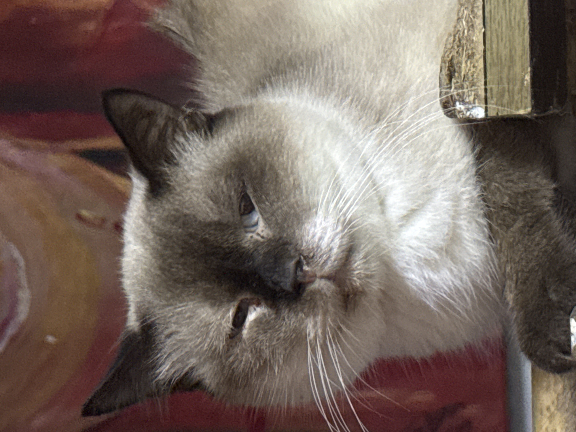 A close-up, medium shot captures a Siamese cat with light fur and darker points on its face and ears, looking slightly to the left with its eyes partially closed. The cat is positioned in the foreground, with its head and upper chest visible. Its whiskers are prominent and extend outwards. The background is a blurred expanse of red and yellow hues, suggesting a textured surface or painting. A wooden object, possibly a shelf or table edge, is visible in the lower right corner of the image, with a portion of the cat's paw resting on it. The lighting appears to be natural, casting subtle shadows on the cat's face. There is no indication of a specific location within Davao City, Philippines, as the background is abstract and provides no recognizable landmarks.