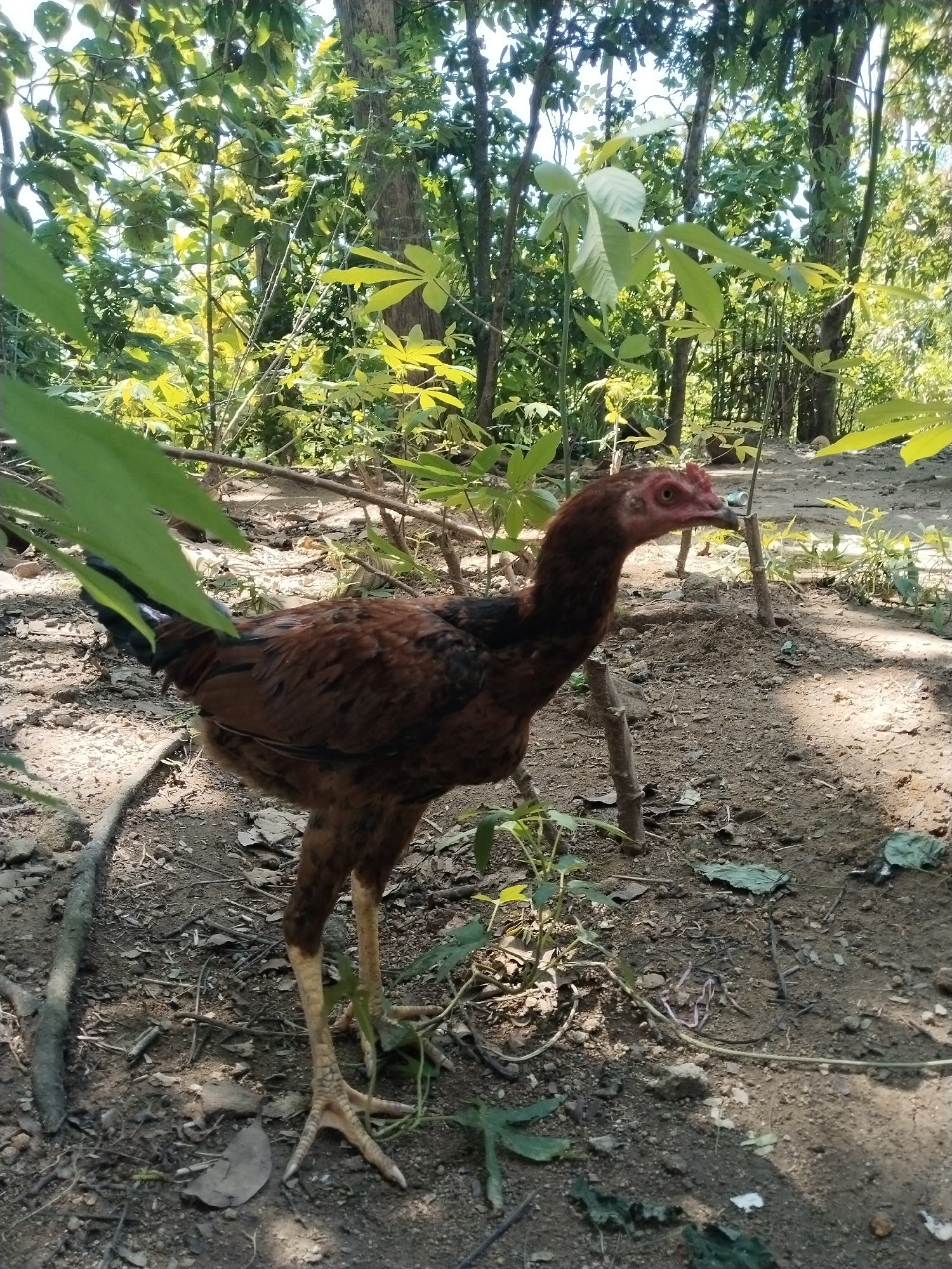A brown chicken stands on dirt ground in a wooded area. The location appears to be outdoors, under trees and foliage. The chicken has dark brown and black feathers and long, yellow legs. The ground is covered in dirt, leaves, and small plants. The background consists of trees and various greenery.