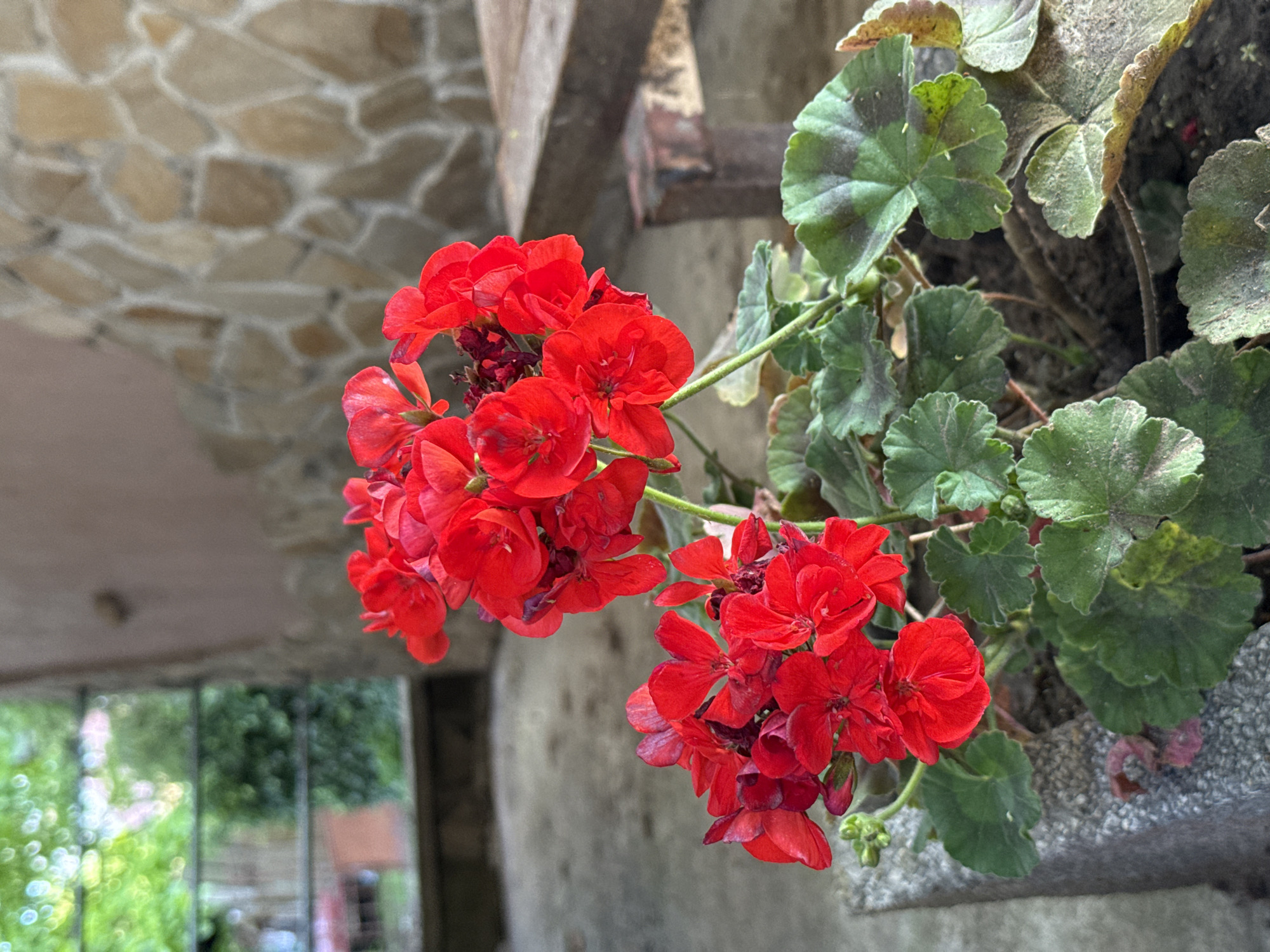 A close-up, eye-level shot features bright red geranium flowers in a stone planter. The flowers are clustered and in full bloom, with green, serrated leaves surrounding them. The planter is situated outdoors, on a gray, concrete surface. In the background, a textured stone wall with light-colored stones and dark grout is visible. To the right, a weathered wooden bench or table rests on a rusty metal support. The overall environment suggests an outdoor patio or courtyard in the city of Pleven, Bulgaria. The lighting is natural and appears to be from an overcast day. There are no people or animals present in the image.