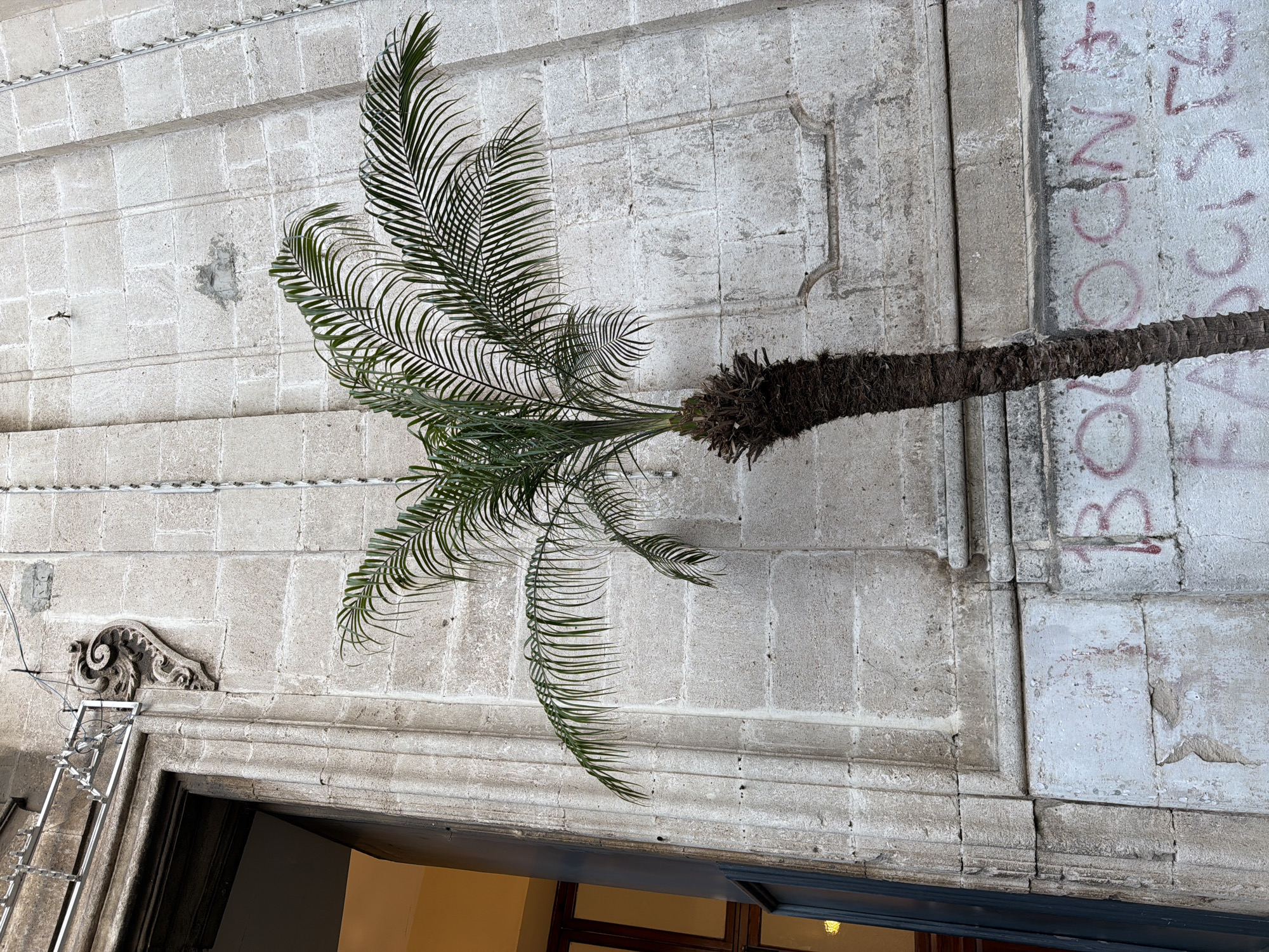 A palm tree extends from the right side of the image, its trunk brown and fibrous, and its green fronds reaching towards the left. The tree is positioned against a building constructed of rectangular stone blocks, with visible mortar lines. There are architectural details above an entrance, including a decorative scroll and a stone frame around a former plaque. The stone wall exhibits some graffiti in red. Below the tree, a doorway with a dark frame leads to an illuminated interior. To the left, a metal ladder is leaning against the building near the doorway. This image is of the facade of Palazzo Pennisi di Floristella, a baroque palace in Acireale, Italy.