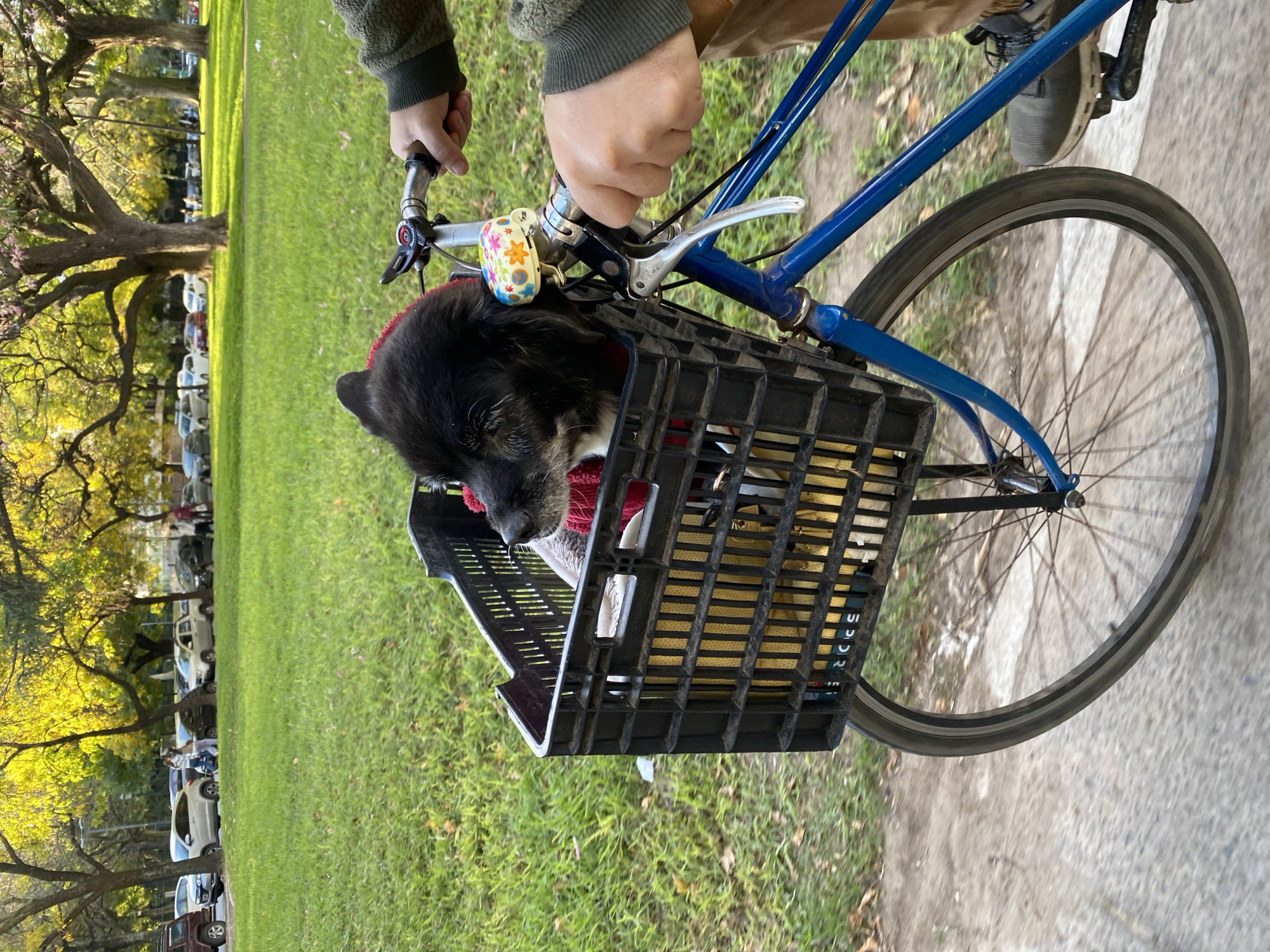 A medium-shot captures a person riding a blue bicycle on a paved surface, with a black dog resting in a black plastic crate attached to the front of the bike. The dog wears a red garment. The rider holds the handlebars. A colorful bell is mounted on the handlebars. The background shows a green grassy area dotted with trees. Parked vehicles are visible in the distance under the trees. The scene is likely located in the city of Buenos Aires, Argentina.