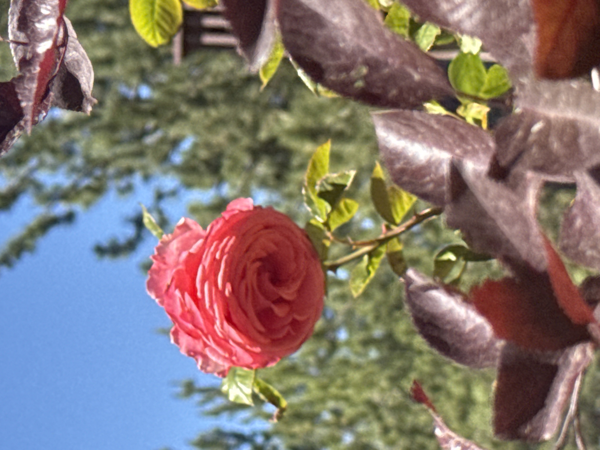 A close-up, vertically oriented, eye-level shot features a bright pink rose in the foreground, its petals tightly furled in a spiral. The rose is positioned on the left side of the frame, with its stem extending downwards and slightly to the right. In front of and to the right of the rose, several dark reddish-purple leaves are prominent, some partially obscuring the flower. To the right of the rose, a few bright green leaves are visible. The background is blurred, showing a clear blue sky above and out-of-focus green foliage, suggesting an outdoor environment. The image appears to be taken in South Lake Tahoe, United States of America, likely in a garden or park setting.
