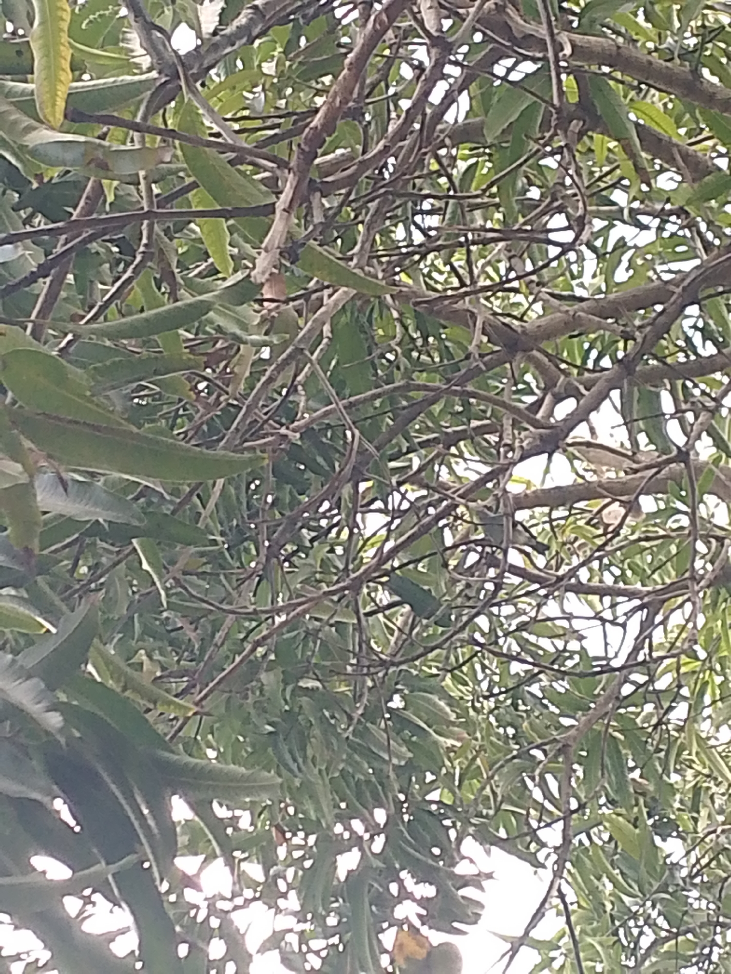 The image shows a dense canopy of a tree with numerous branches and leaves. The location is Juan Griego, Venezuela, based on additional context (not included in the prompt). The branches are brown and intertwined, creating a complex network. The leaves are mostly green, with varying shades suggesting different levels of sunlight exposure. Some leaves appear faded or slightly yellowed. The sky is visible through the gaps in the foliage, appearing bright. The scene appears to be shot from a low angle, looking up into the tree. No people, subjects, objects, actions, or interactions are discernable beyond the tree itself. The environment seems to be outdoors during daylight.