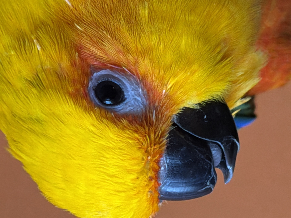 A close-up shot showcases the head of a vividly yellow Sun Conure. The bird's black beak is prominent, with a slight curve on the upper mandible. Its eye, a dark center surrounded by a pale blue ring, is framed by delicate reddish feathers. The yellow plumage is dense and fluffy, covering most of the face, with subtle orange and blue feathers visible on the bird's neck.