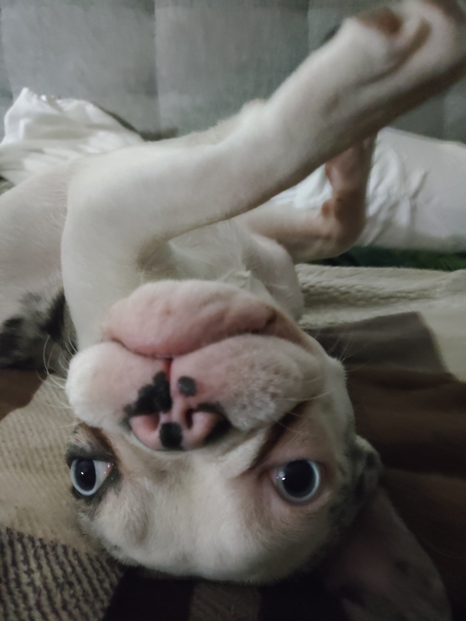The image is a close-up, upside-down photograph of a white puppy with blue eyes lying on a blanket. The puppy's head is tilted, and its snout is prominent, with black spots on its nose. One of its front legs is raised in the air, and its eyes are wide open, looking towards the camera. The background shows a white blanket or sheet and a darker blanket with stripes. The lighting suggests it is indoors, possibly at night or in a dimly lit room, and the mood appears playful or curious due to the puppy's expression and pose. There is no visible text in the image.