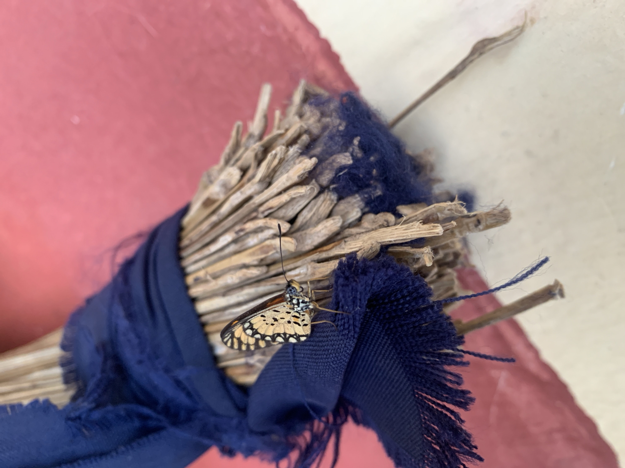 A close-up, angled shot captures a butterfly with orange and black markings perched on a bundle of dried reeds. The reeds are tied together with a dark blue fabric that has frayed edges. The background consists of a pink surface on the right and a light-colored surface on the left.