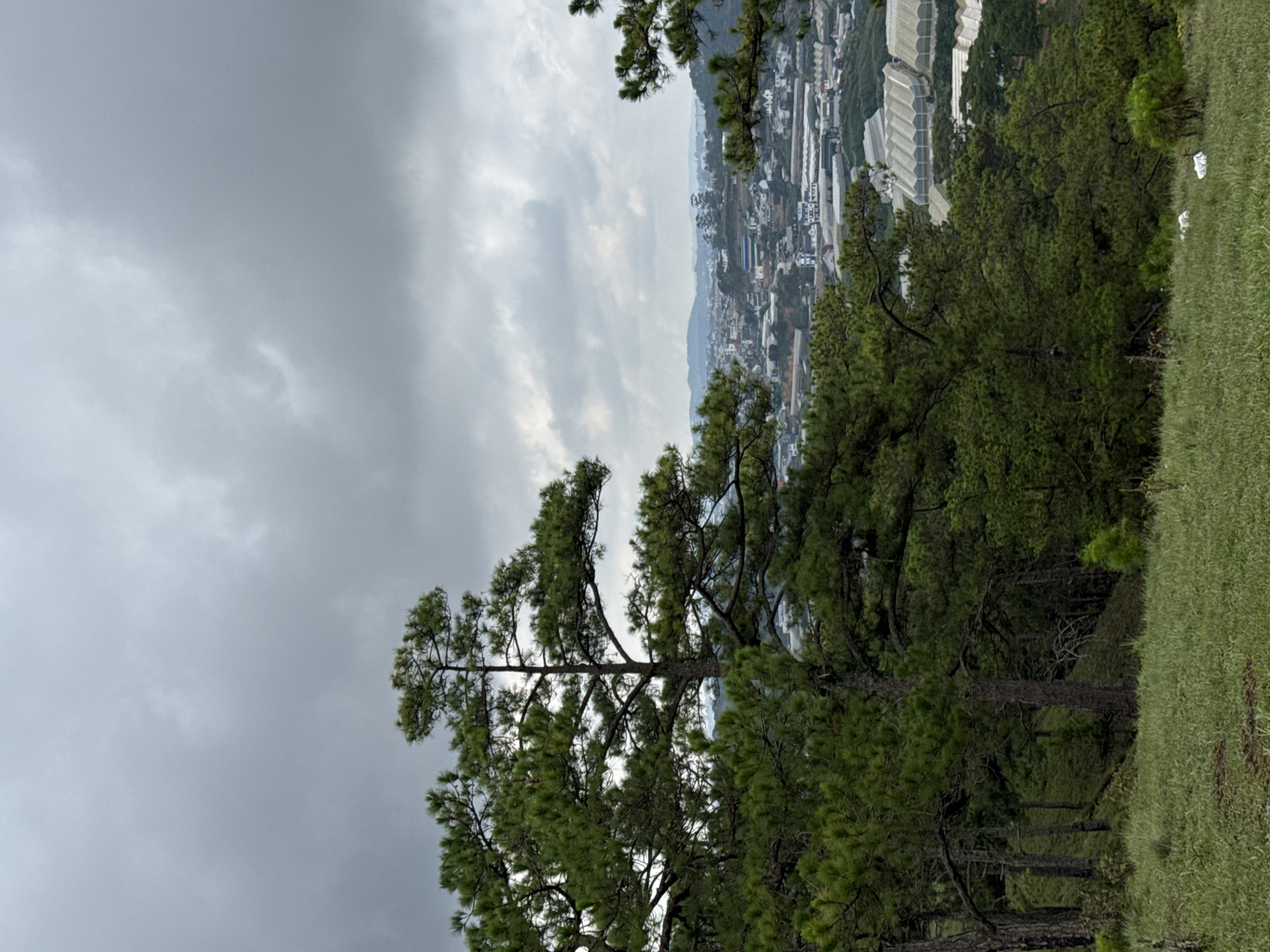 The image shows a view of Lạc Dương, Vietnam, from an elevated position amidst pine trees and grassland. Overcast skies fill the majority of the frame, hinting at possible rain. In the background, a portion of the town is visible with rows of white greenhouses.