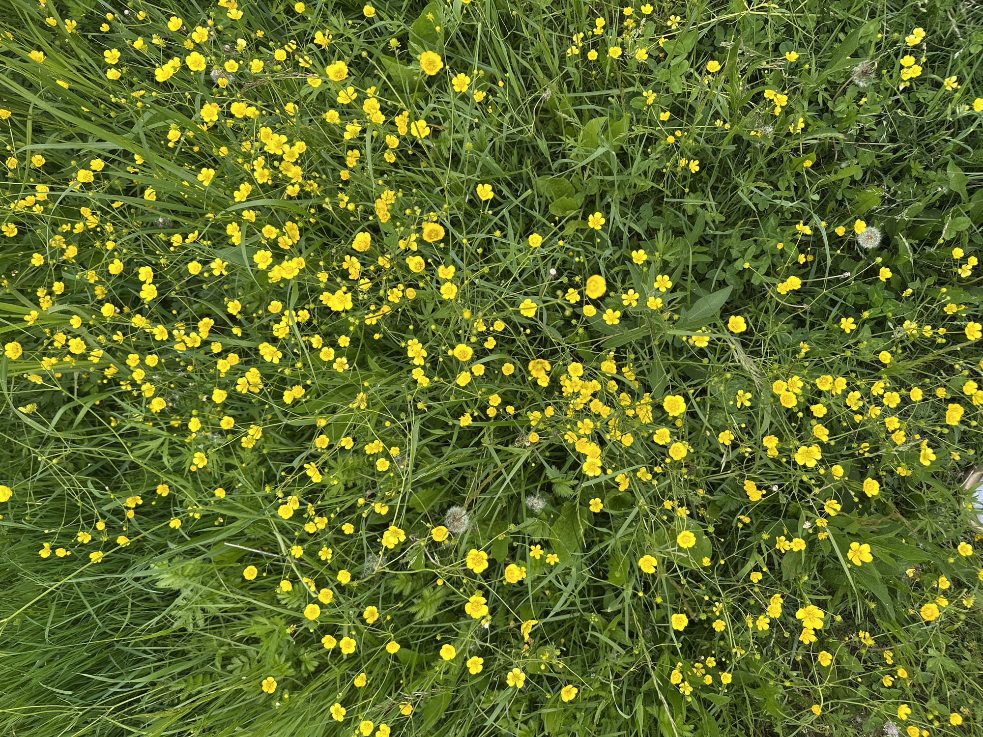 The image displays a dense ground cover of green vegetation interspersed with numerous small, bright yellow flowers, located in the city of Эстачи, Russia. The primary flora consists of various types of green grasses and abundant five-petaled yellow flowers, consistent with buttercups, which are distributed uniformly across the entire frame. Mixed among the grasses and flowers are broader green leaves from other plant species and several spherical white dandelion seed heads, particularly visible in the mid-lower and mid-right sections of the scene. Fine, wispy white strands, possibly spiderwebs, are also discernible. The photograph is taken from a top-down perspective, and the scene is illuminated by natural, even daylight. No human or animal subjects, actions, or interactions are present.