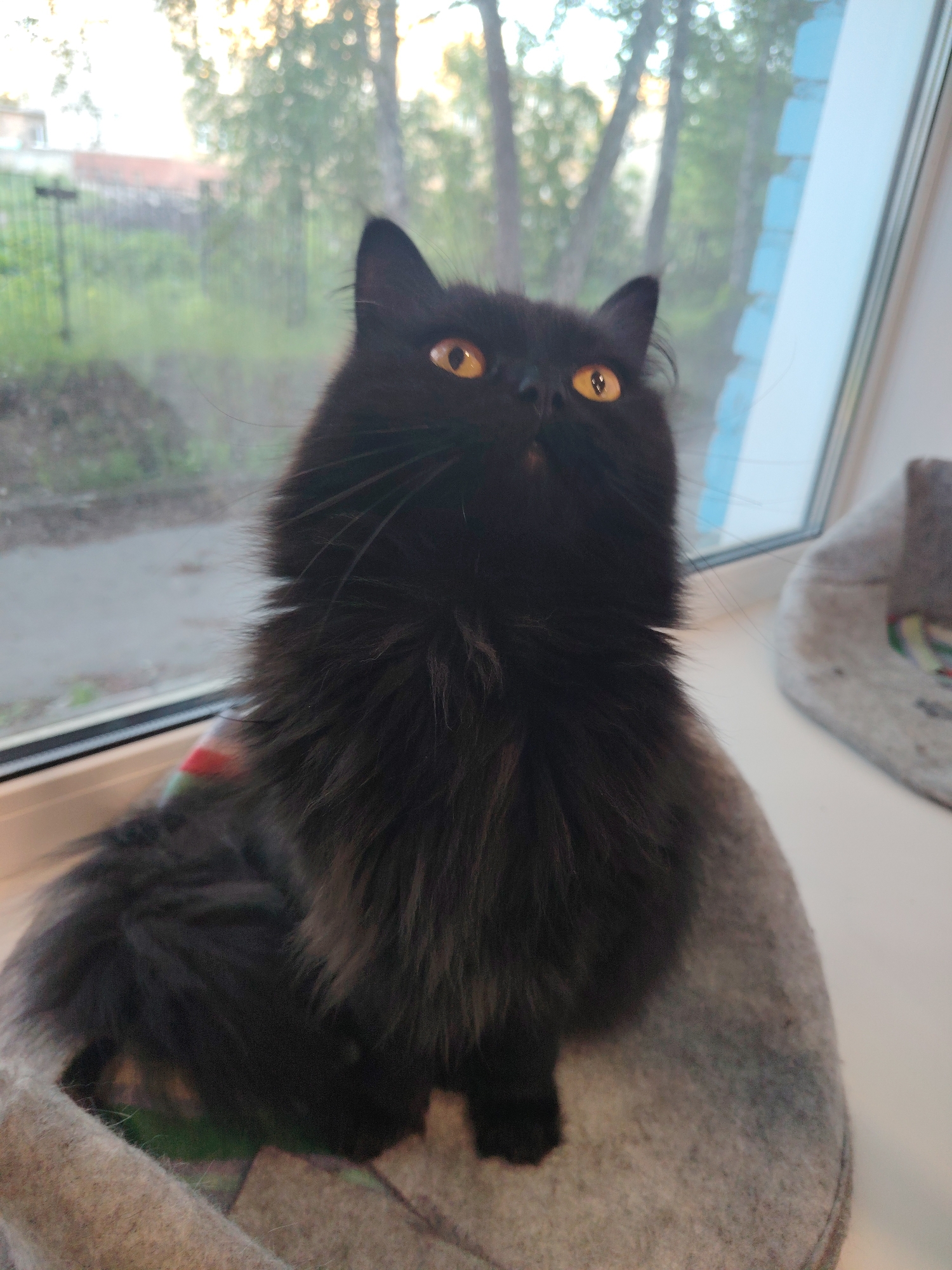 A fluffy black cat with striking orange eyes is the central subject of the image, seated on a light gray, textured cat bed placed on a white windowsill. The cat is looking slightly upwards and to the right, its head tilted, with an attentive and curious expression. Its long black fur appears thick and well-groomed, and prominent whiskers extend from its muzzle.
The background, seen through the window, is an out-of-focus outdoor scene. Lush green trees are visible, suggesting a natural environment. In the distance on the left, a building with a reddish roof and a fence can be vaguely discerned. The ambient lighting suggests it is either late afternoon or early evening, with a soft, warm glow. A vertical element with a blue tint is visible on the right side of the window frame. The cat bed, which the cat occupies, appears to be made of a soft, felt-like material. The cat's activity appears to be observing its surroundings through the window. There is no visible text in the image.