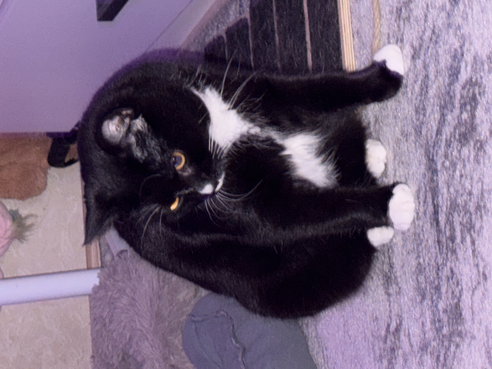 A black and white cat with bright orange eyes is sitting on a textured grey carpet. The cat has white paws and a white chest marking. The background includes a fuzzy grey object, a white cylindrical object, and a dark tiered structure. The lighting is dim and has a purple hue. The scene appears to be indoors.