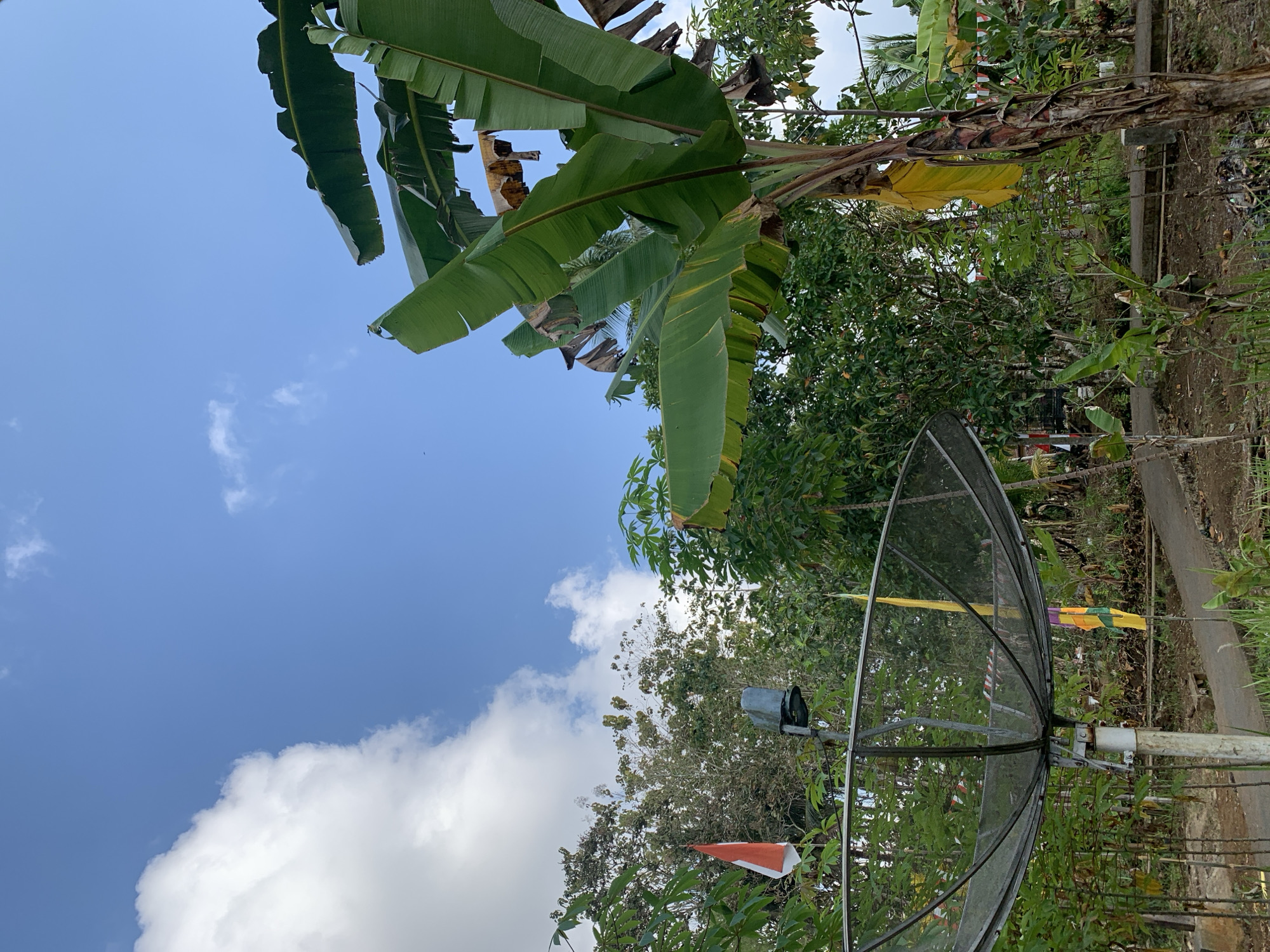 This image captures a scene in a rural area of Utama, Indonesia, under a bright blue sky with scattered white clouds. The foreground is dominated by a large, black satellite dish mounted on a white pole. Behind the satellite dish, lush green foliage and trees fill the background, with a prominent banana tree on the right side of the frame displaying its large, green leaves and a few withered yellow ones. A red and white flag, possibly the Indonesian flag, is visible on the left side, partially obscured by the trees and the satellite dish. There are also other colorful flags in the middle ground. The ground appears to be dirt, with some scattered debris. The overall impression is one of a tropical, outdoor environment.