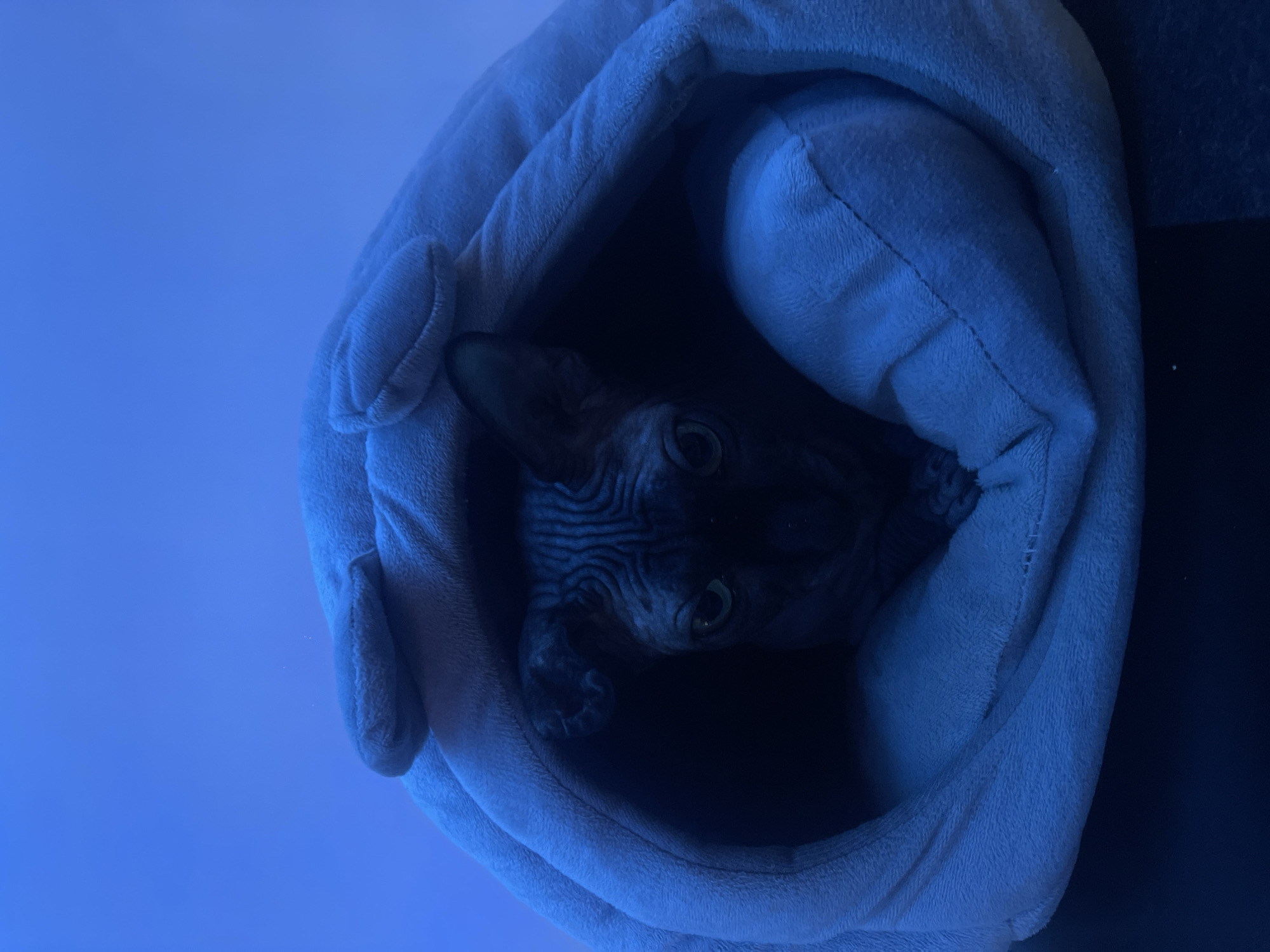 A hairless cat with dark skin and wrinkles is nestled inside a soft, gray cat bed. The bed is shaped like a pod with small, plush ears protruding from the top. The cat's eyes are open and looking directly at the camera. The environment is dimly lit with a strong blue hue, possibly from ambient lighting or a colored filter. The background is a solid blue, suggesting a controlled or indoor setting. There is no indication of the location being in Đà Nẵng, Vietnam.