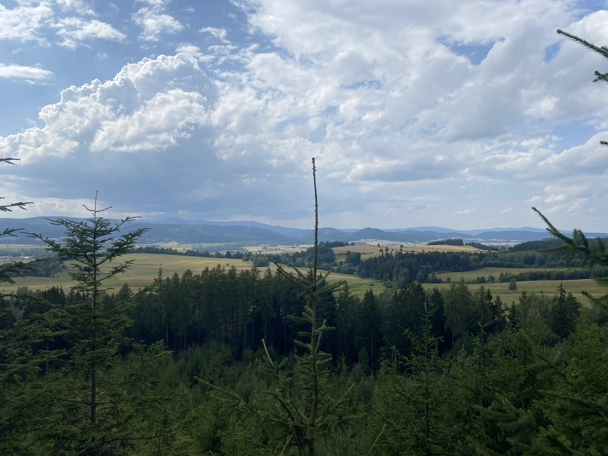 A panoramic view from a forested hill overlooks a valley with rolling fields and distant mountains under a partly cloudy sky. In the foreground, several coniferous trees are visible, with one tall, thin sapling centrally located. The middle ground is a dense forest of dark green conifers, transitioning to lighter green deciduous trees and then to open fields in a patchwork of green and yellow. The background features a range of hazy blue mountains under a sky filled with large, fluffy white clouds against a pale blue backdrop. The scene is serene and depicts a rural landscape in Chełmsko Śląskie, Poland. There are no people or animals visible in the image.