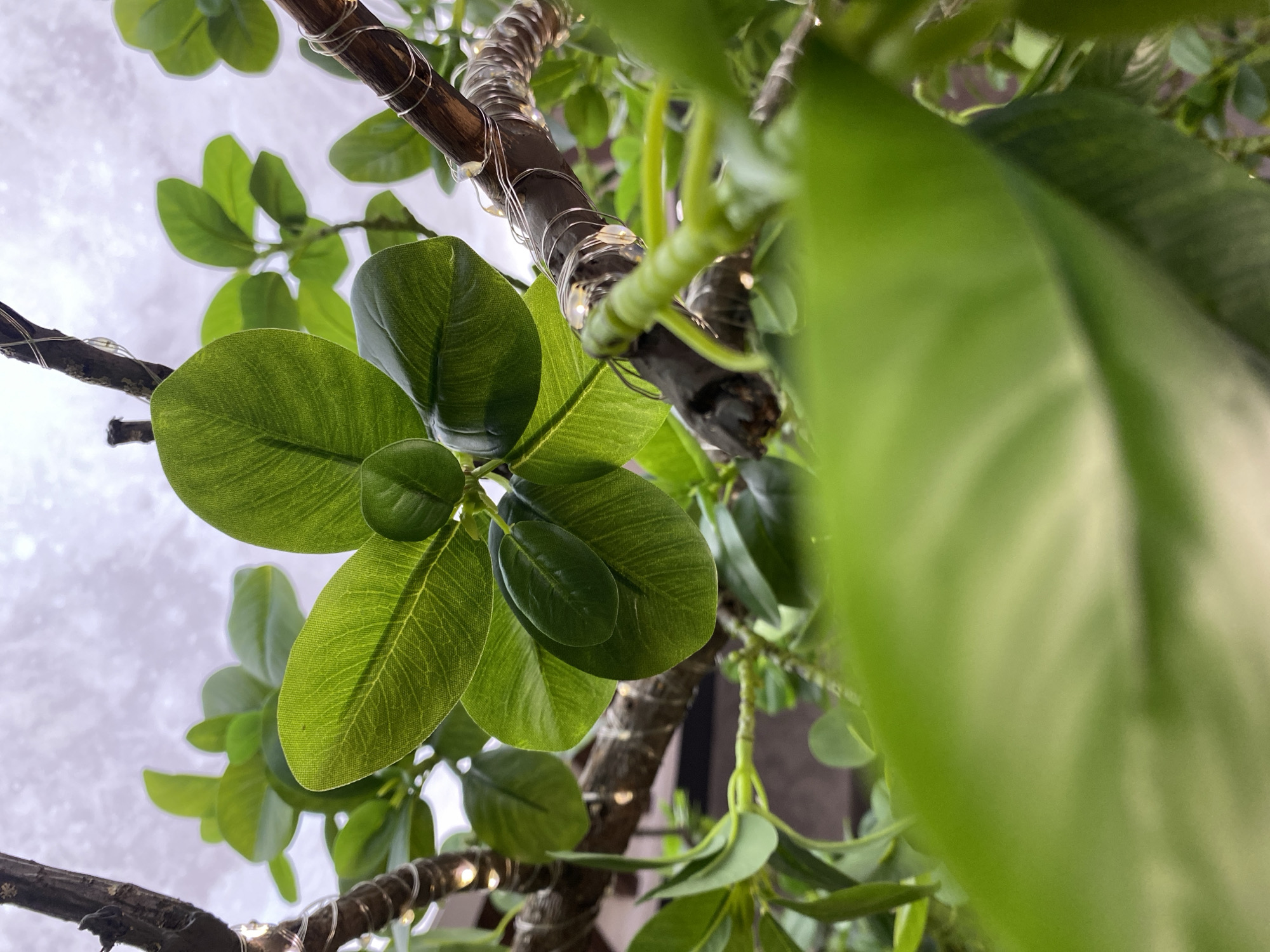 The image is a close-up, low-angle shot of a plant with green leaves and branches. String lights are wrapped around one of the branches, with some of the lights appearing illuminated. The background is out of focus, showing a light-colored, textured surface, possibly a wall or ceiling. The lighting suggests the plant may be indoors. There are no people or animals visible in the image. The scene is static and shows no action. The environment appears to be a domestic or decorative setting. There is no information within the image to suggest a specific location in Votkinsk, Russia.