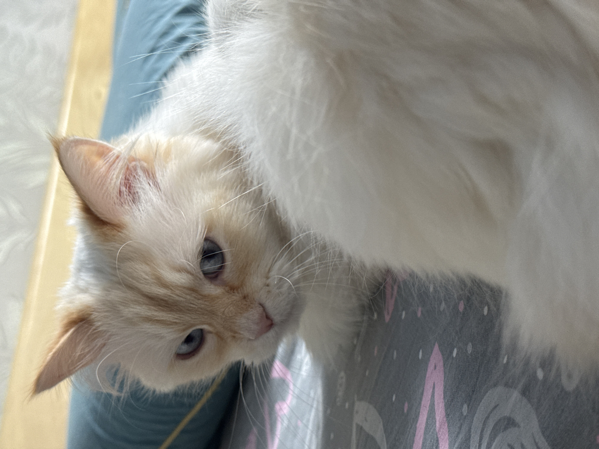 A cream-colored cat with striking blue eyes is the central subject of this close-up, rotated image. The cat's head is tilted, and it looks directly into the camera with a curious or calm expression. Its fur is predominantly light, almost white, with hints of cream or light ginger around its face and ears, characteristic of a colorpoint cat. The cat's nose is a soft pink, and its long white whiskers are clearly visible.
One of the cat's ears shows a reddish hue on the inside, possibly natural pigmentation or a minor irritation. The fur around its face is soft and fluffy.
The cat is positioned against multiple surfaces. To the left and slightly behind the cat, a light blue fabric or clothing item is visible. Further back, a lighter, yellowish-tan surface (possibly wood or a wall) is present, suggesting an indoor setting. The cat appears to be resting on a dark grey patterned fabric, which features abstract shapes in pink, light grey, and white, along with small white and pink dots. A large section of the cat's fluffy white body fur occupies the upper right portion of the frame.
The lighting is bright and diffused, suggesting daytime indoors. No specific outdoor weather or time of day cues are present. There is no visible text in the image. The unique angle, with the cat's head appearing upside down in the frame, offers an engaging and intimate perspective.