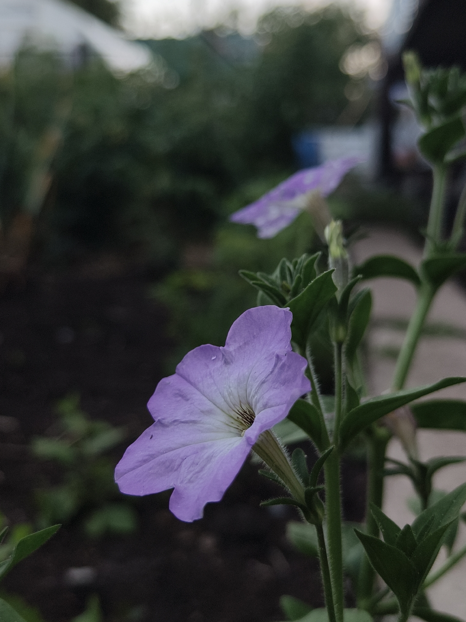 In the foreground, a light purple petunia flower with a delicate white center is in focus, facing left. The flower has five wavy petals and appears to have water droplets on its surface. Behind it, another blurry purple petunia is visible, slightly to the left. The plant has green stems and leaves, some of which are fuzzy. The background is a mixture of dark green foliage and a blurred, out-of-focus scene that suggests an outdoor environment, possibly a garden or yard in Семилетка, Russia. There are hints of structures and possibly other plants in the distance, with some bokeh effects from lights or reflections. The overall lighting suggests it might be overcast or late in the day.
