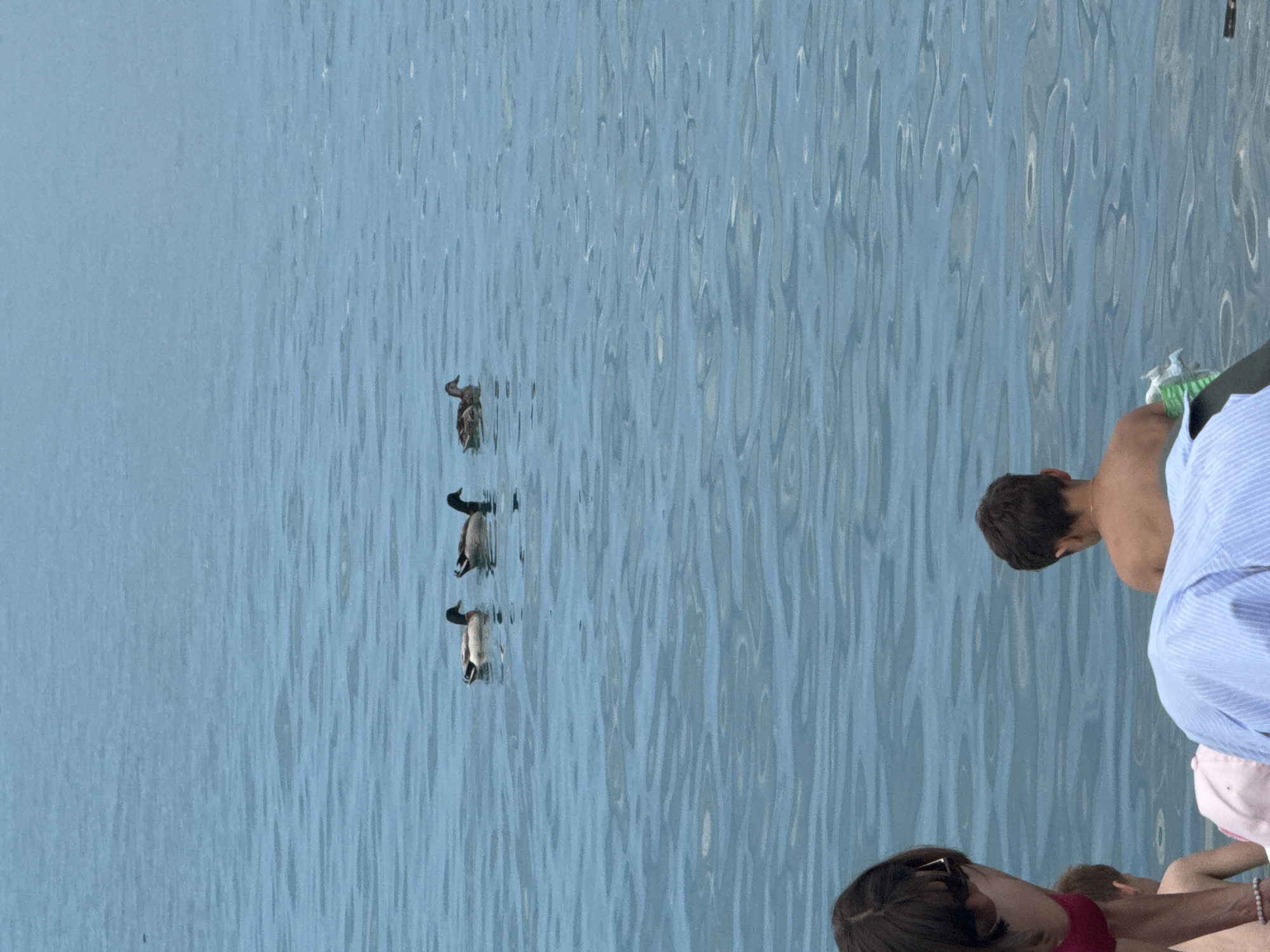 The image depicts a serene natural scene of ducks swimming in a calm body of water, likely the Black Sea, near Sochi, Russia. In the foreground, the backs of several individuals are visible, suggesting a leisurely day by the water. The focus is on the ducks, with three distinct mallards observed gliding gracefully across the water's surface. The water itself is a tranquil blue, reflecting the clear sky above and creating a peaceful ambiance. The overall composition captures a moment of natural beauty and human relaxation, typical of a seaside location like Sochi.