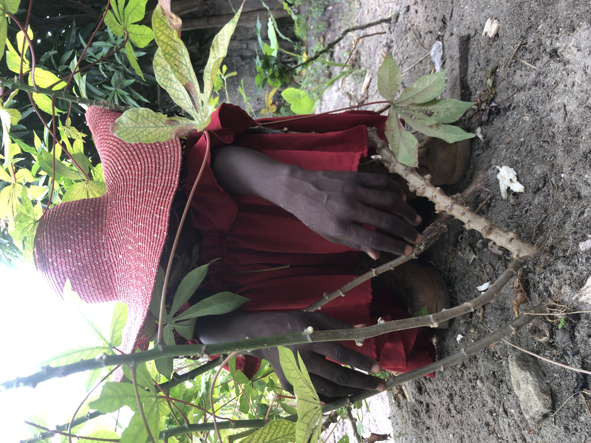 A person wearing a wide-brimmed red hat and a red dress is crouched in a garden. The person's dark hands are visible, reaching towards the base of a plant. The plant has thick, woody stems and palmate leaves. The ground is sandy and scattered with debris. In the background, lush green foliage and a concrete wall are visible. The scene appears to be outdoors, likely in a rural or semi-rural setting. The location is Ado, Nigeria.