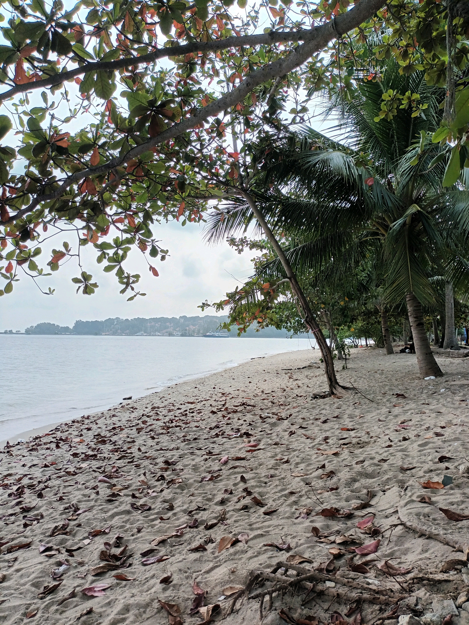 The image depicts a serene beach scene with a shoreline in Batam, Indonesia, under an overcast sky. The foreground is dominated by a sandy beach covered with a scattering of dried leaves and some driftwood. Palm trees line the edge of the beach, casting shadows and contributing to the tropical ambiance. In the middle ground, the calm, pale water of the sea meets the shore. Across the water, a distant coastline is visible, dotted with buildings and vegetation, suggesting a populated area. A few boats, including what appears to be a ferry or larger vessel, are anchored or moving in the distance. The overall impression is one of tranquility and natural beauty, typical of a coastal environment.