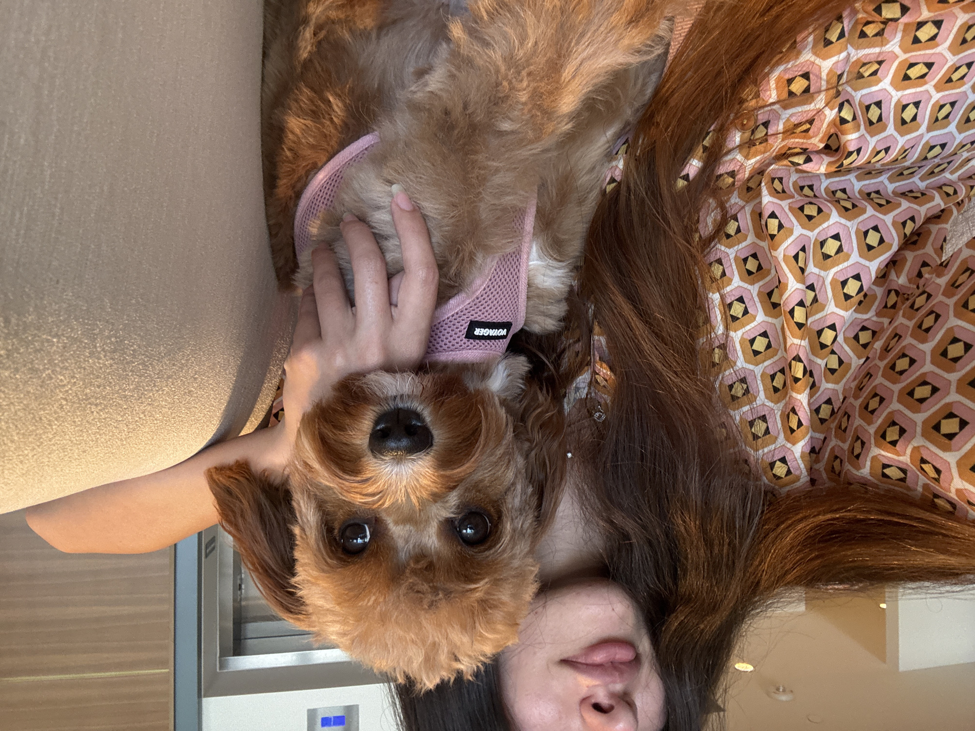A young woman with long, dark brown hair and full lips is holding a small, light brown, fluffy dog. The dog is wearing a pink harness with a black label that reads "VOYAGER". The woman is wearing a patterned blouse with a geometric design of pink, orange, yellow, and black shapes. They are both sitting on a beige upholstered surface. In the background, there is a glimpse of an elevator and a wall with horizontal wooden paneling. The scene appears to be indoors, possibly in a modern building.