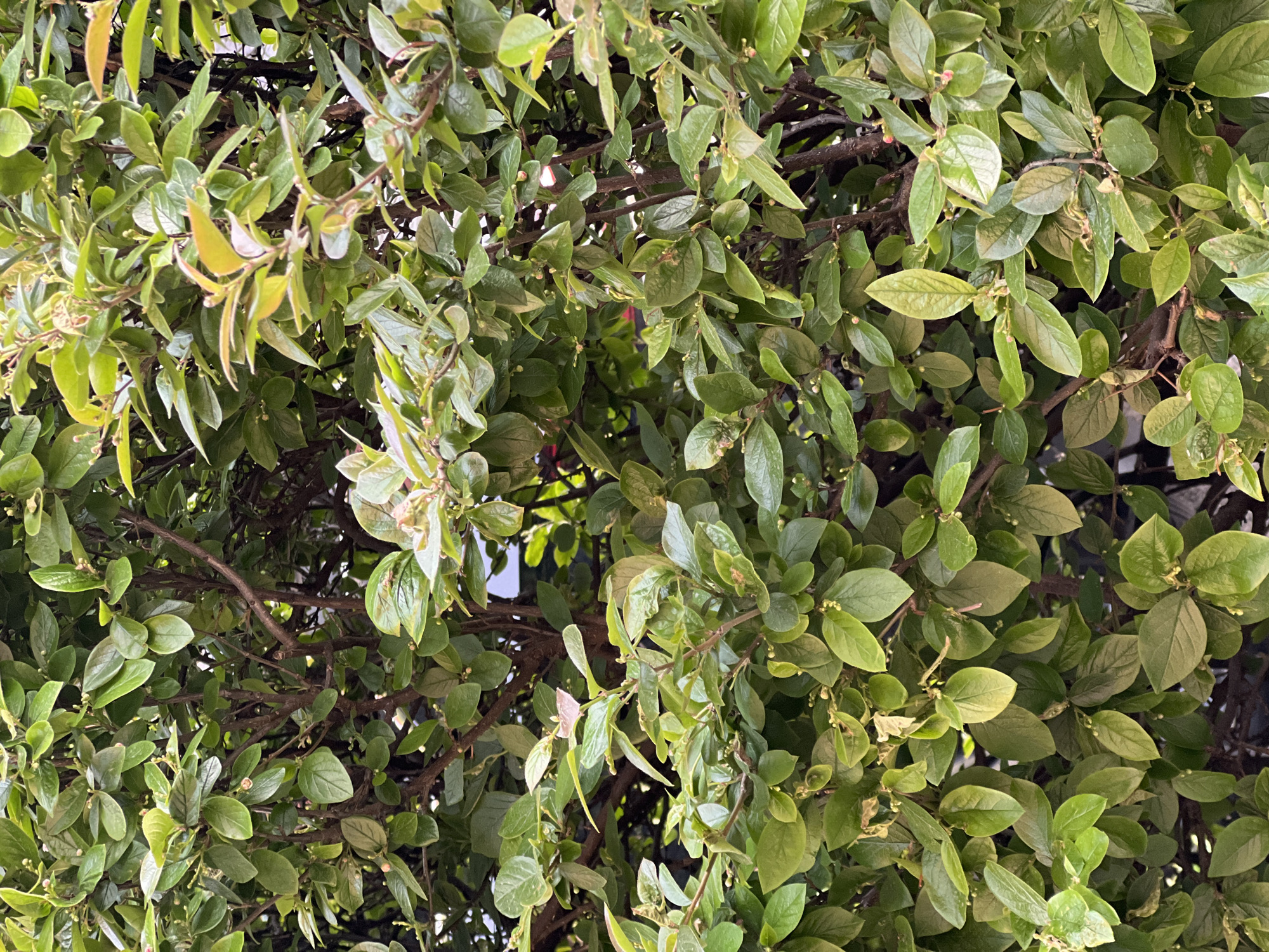 The image shows a dense hedge of green leaves and branches, obscuring most of the background. The leaves are small and oval-shaped, with slight variations in color and texture. Some leaves appear to be younger and lighter in color. The branches are visible, providing a structural framework for the foliage. Small pink buds can be seen on some branches. The location is presumed to be in Saint Petersburg, Russia, though no landmarks are visible to confirm this. No people are visible in the image.