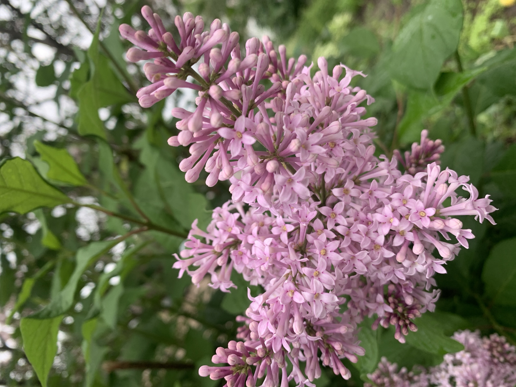 A close-up photograph shows a cluster of light purple lilac flowers in full bloom, surrounded by green leaves. The photograph was taken outdoors. The photograph was likely taken in Chaikovsky, Russia.