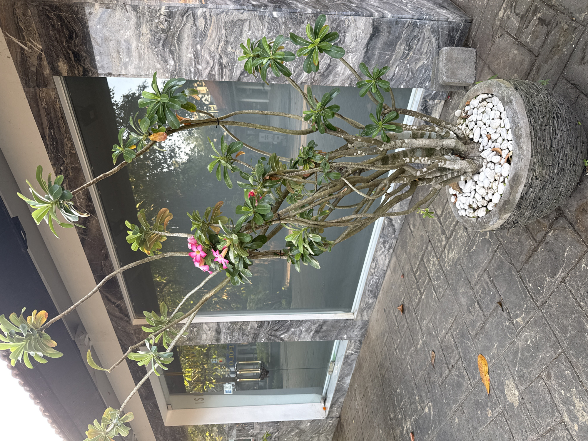 An outdoor scene in Kuta Selatan, Indonesia, features a large potted plant with pink flowers and green leaves situated on a paved walkway. The plant, in a textured gray pot filled with white pebbles, is positioned in front of a building with a marble-clad facade and large windows reflecting trees and the sky. The walkway is made of dark gray rectangular pavers, with a few fallen leaves scattered on the ground. To the right of the plant, two square gray concrete blocks are visible. The overall setting suggests a commercial or residential establishment in a tropical environment.