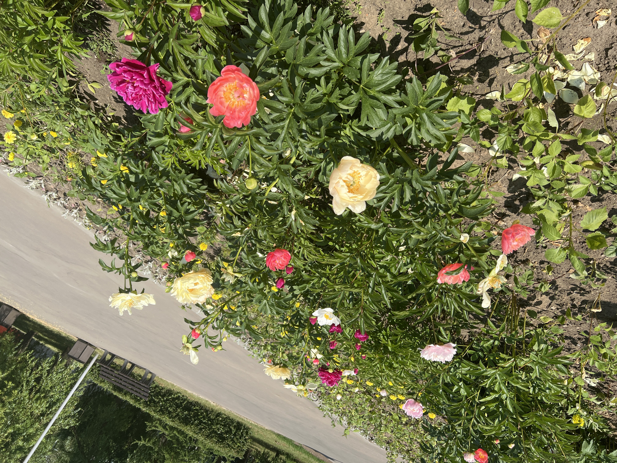 This is a close-up, overhead shot of a flower bed filled with peonies and other small yellow flowers. The peonies are in various stages of bloom and come in shades of deep pink, coral, light yellow, white, and magenta. Some buds are visible as well. The flowers are lush and green, with sunlight dappling through their leaves, casting shadows on the dark soil and a paved path. To the left of the flower bed, a section of a dark wooden bench is visible. Further to the left, a dense green hedge and a grassy area are present, suggesting an outdoor garden setting. The image is taken from a high angle, giving a sense of looking down into the vibrant display of flowers. The lighting indicates it is daytime, likely sunny. The location context is Moscow, Russia. No people or text are visible in the image.