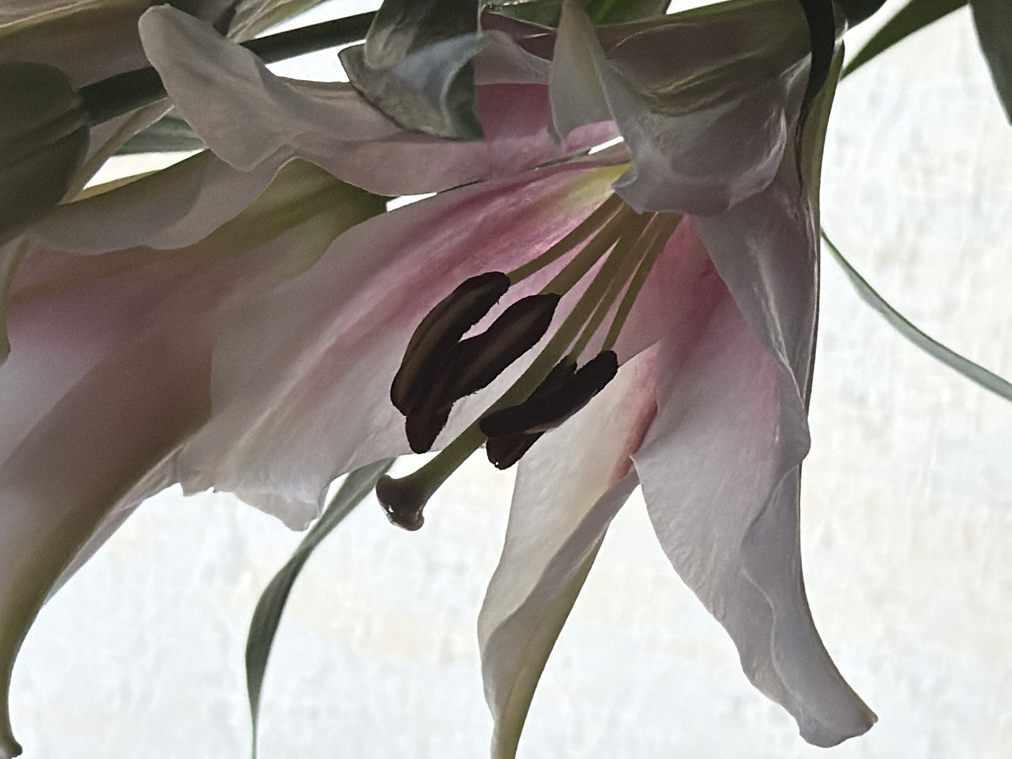 A close-up photograph displays the inner structure of a pink and white lily flower, likely an Oriental lily, against a bright, possibly diffused, background. The most prominent features are the dark brown anthers atop slender, light yellow filaments, which collectively form the stamen cluster. The inner petals exhibit a blend of pink and white hues, their textures appearing smooth and slightly translucent where they catch the light. The petals curl and unfold gracefully, revealing a delicate gradient of color. The overall lighting suggests an indoor setting, perhaps a windowsill, with the subject benefiting from natural illumination. There's no verifiable evidence that the photograph was taken in Moscow, Russia.