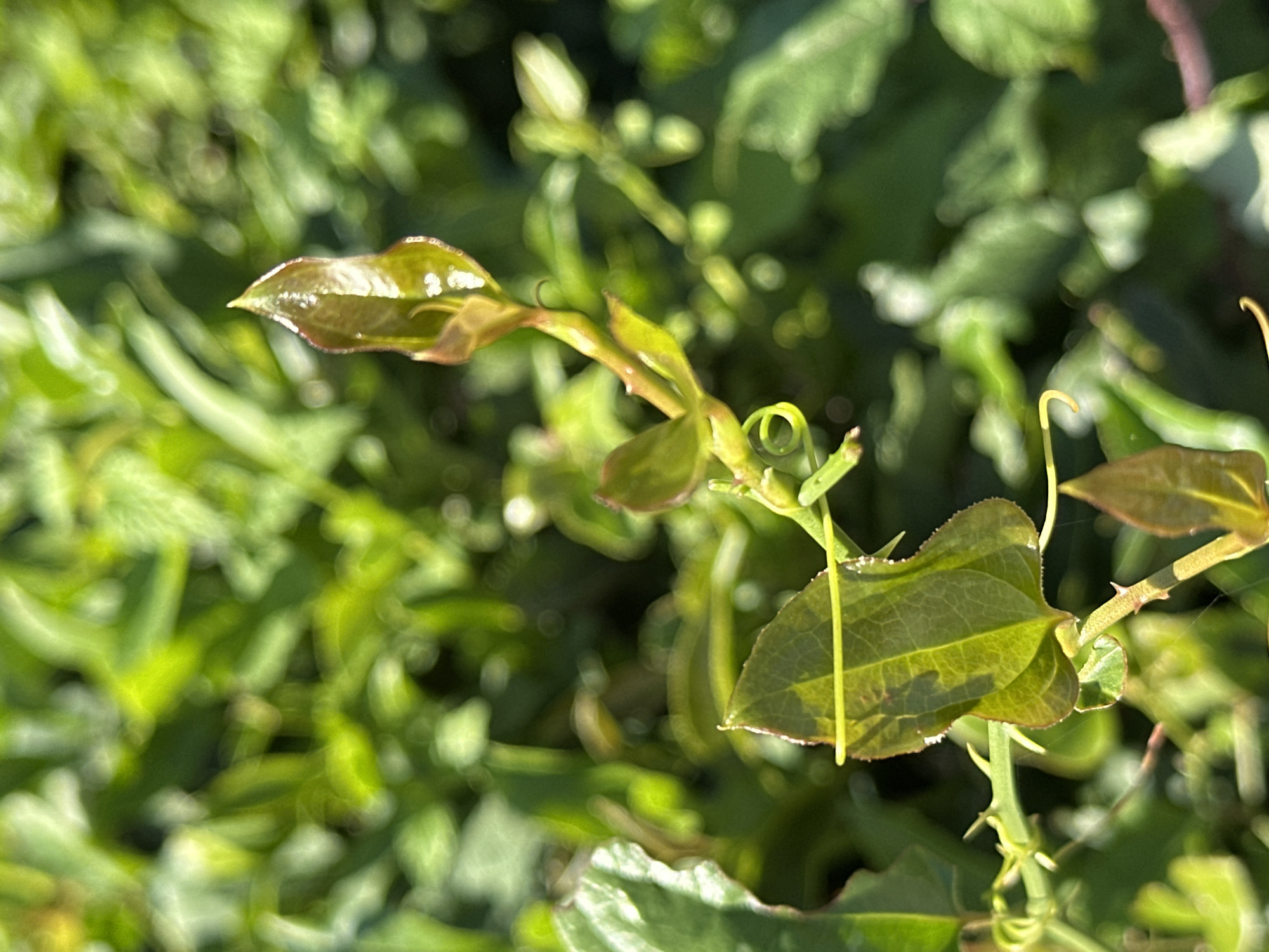 The image shows a close-up of a plant with green and reddish-brown leaves and thin stems with small thorns. A tendril is curled around one of the stems. The background is blurred and consists of more green foliage, suggesting an outdoor environment. The lighting indicates it is daytime. There are no people or animals visible in the image. The location is specified as Bolshoy Kichmai, Russia.
