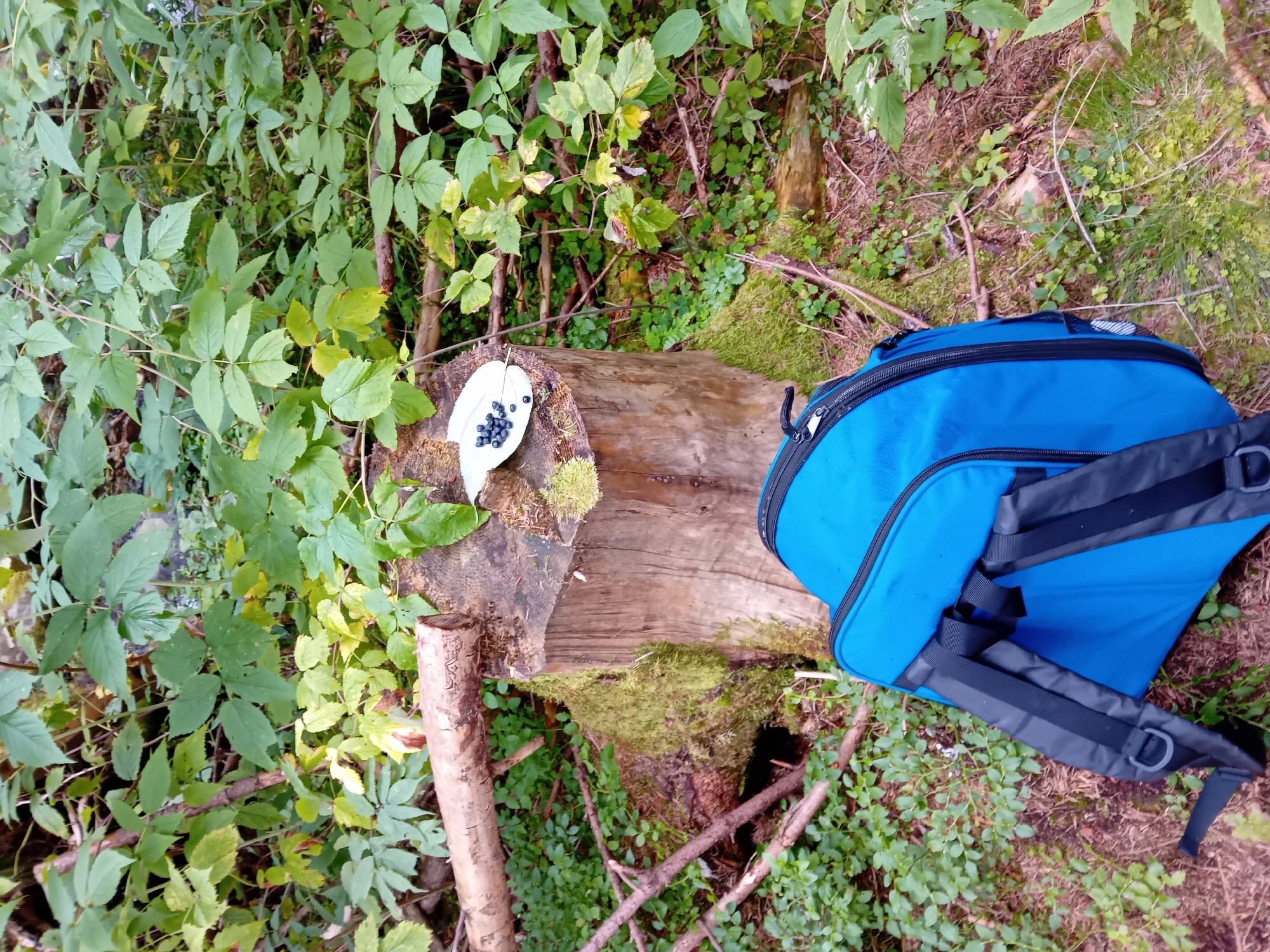 In the natural environment of Zuberec, Slovakia, a bright blue backpack rests on the forest floor amidst lush green foliage and moss-covered tree stumps. A rough-hewn tree stump, partially obscured by moss, serves as a makeshift platform for a small white dish holding a scattering of dark blueberries. A fallen log, its bark weathered and marked, lies horizontally across the scene, adding to the wild, untamed aesthetic of the woods. The surrounding vegetation, a mix of leaves and small green plants, creates a dense, natural backdrop.