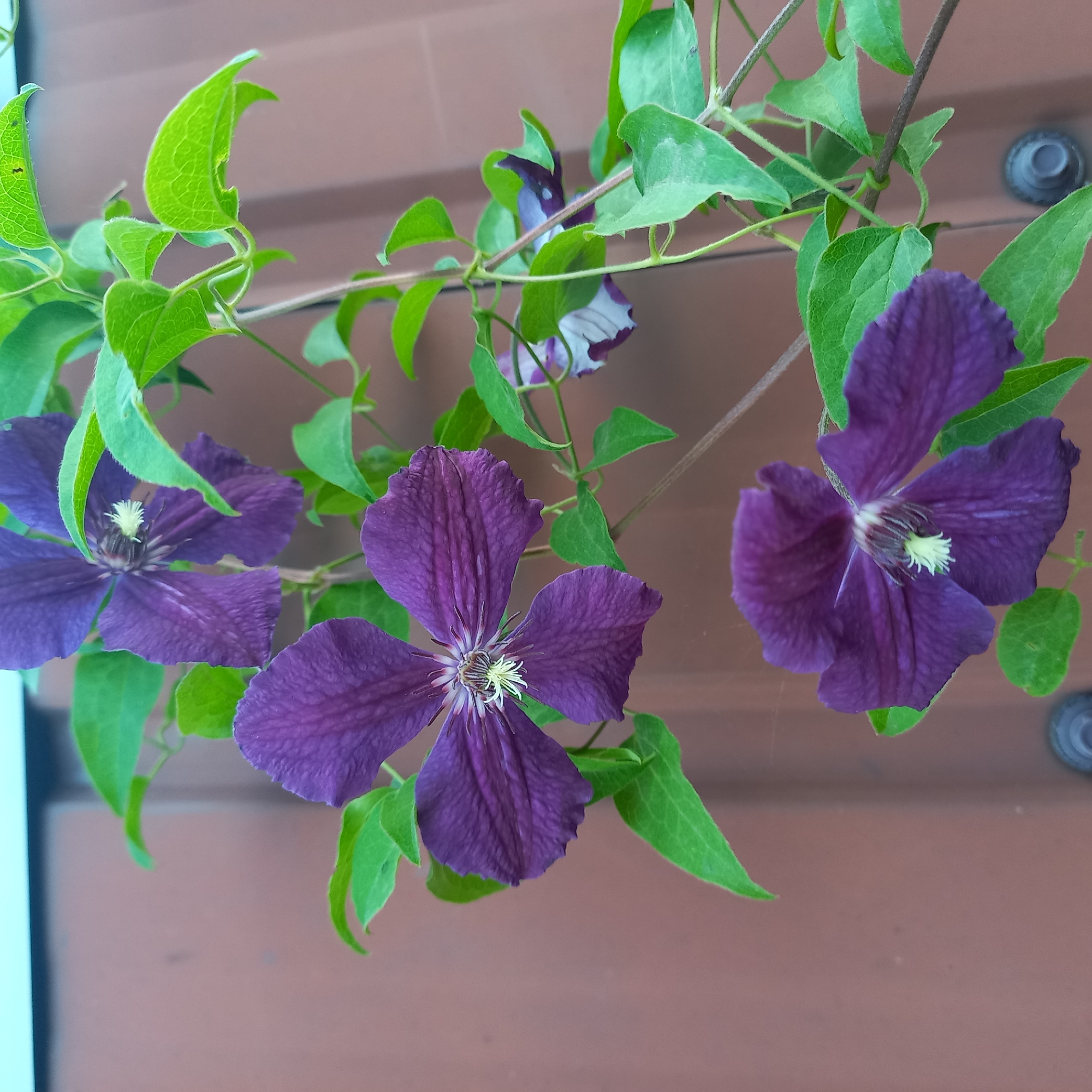 In Klyntsi, Ukraine, a close-up shot captures a vine of purple clematis flowers and green leaves against a brown, corrugated background. Three prominent purple flowers, each with six petals and a pale yellow stamen, are visible. The vine displays lush green foliage, with some leaves showing intricate vein patterns and slight imperfections. The background appears to be a metal surface, possibly a roof or siding, with two circular fasteners visible. The lighting suggests an outdoor setting, likely during daylight. The composition focuses on the natural beauty of the flowering plant.