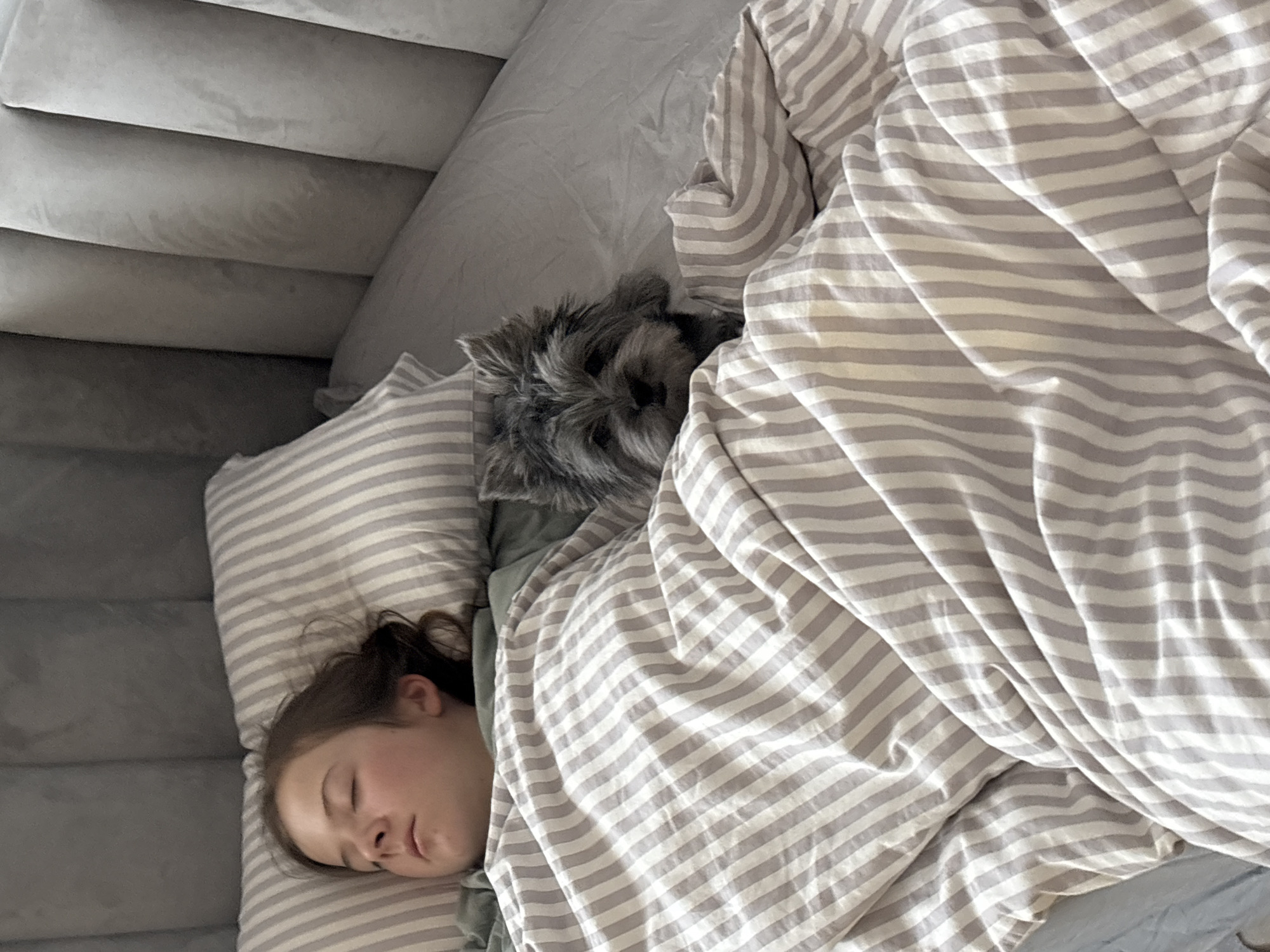 A young girl and a grey Yorkshire terrier dog are asleep in a bed. The girl is on the left side of the frame, lying on a striped pillow and covered with a striped blanket. The dog is positioned on her right, also under the striped blanket. The bed is adjacent to a grey upholstered sofa. The photograph appears to have been taken indoors. It is not possible to verify the location of this image.