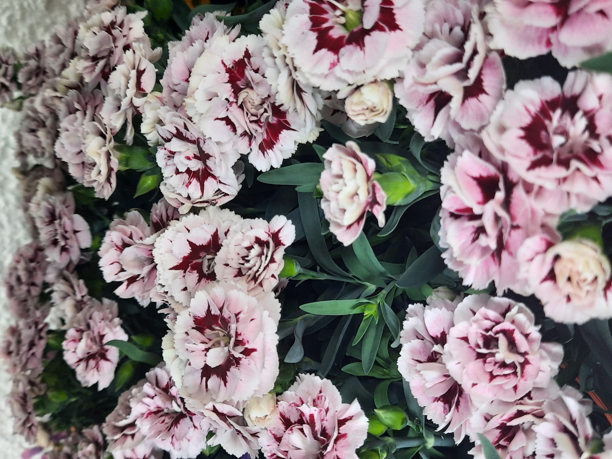 The image shows a close-up, eye-level view of a large cluster of light pink carnations with dark maroon centers. The flowers are densely packed, with some buds and green foliage visible. The focus is on the intricate petal patterns, which are ruffled and edged with white. The background is dark and out of focus, suggesting a natural or floral setting. The image does not contain any elements that would allow for the determination of its location within the city of Rosenheim, Germany.