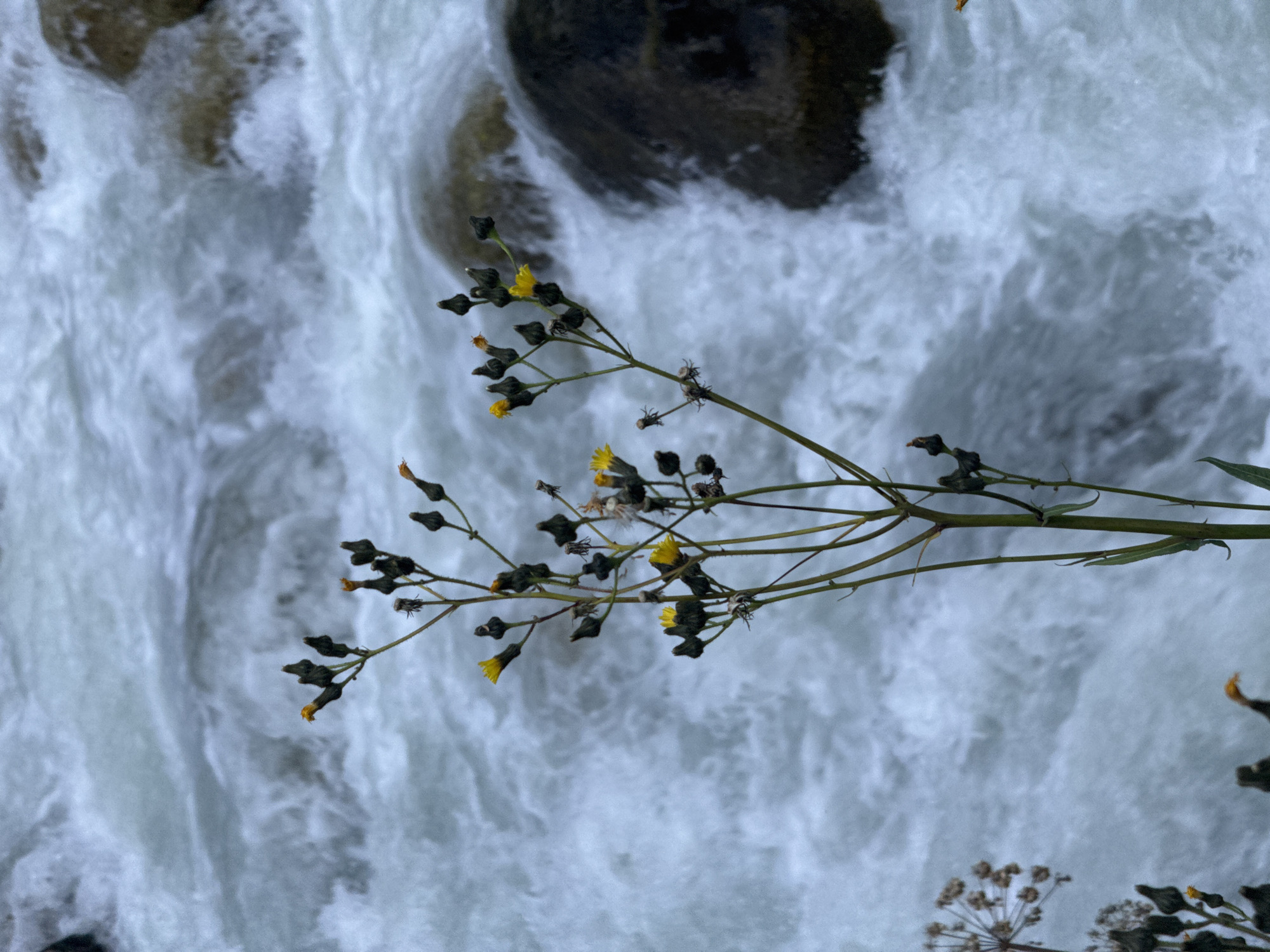 A narrow stalk of wildflowers, some with yellow petals and others with dark buds, stands in the foreground of a fast-flowing, white-water river. The river is turbulent, with visible currents and rocks partially submerged in the water. The scene is likely set in the mountains near Almaty, Kazakhstan, given the natural landscape. There are no people present in the image. The overall impression is one of natural beauty and the raw power of moving water.