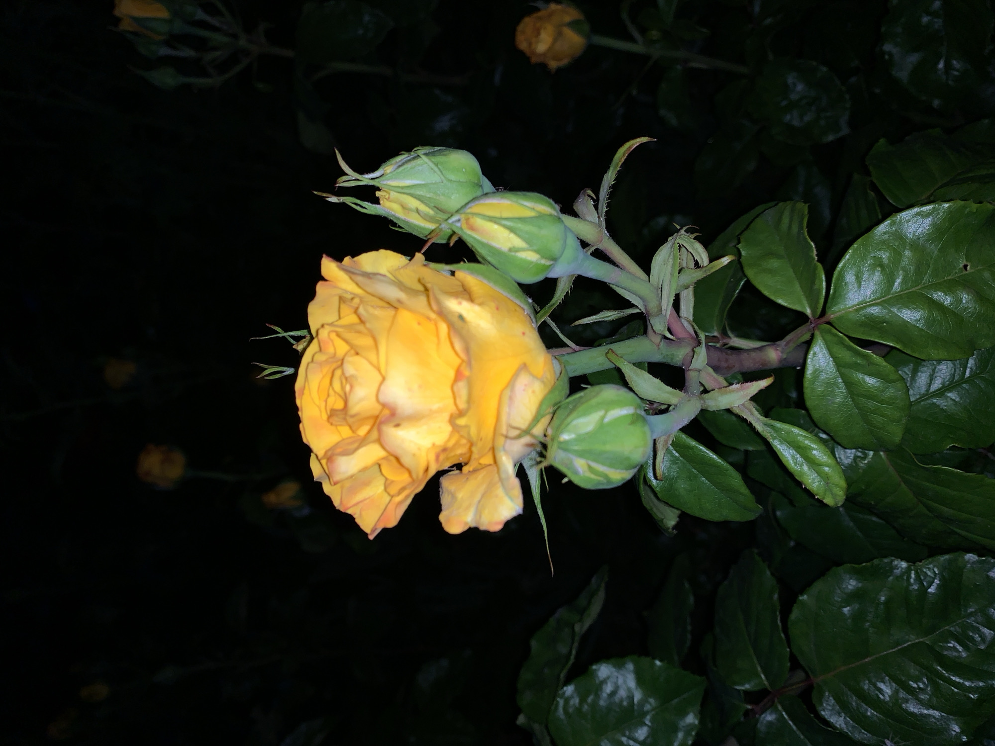 A photograph taken at night depicts a yellow rose in bloom, accompanied by several buds. The leaves are glossy green. The background is dark and indistinct. The location is unknown.